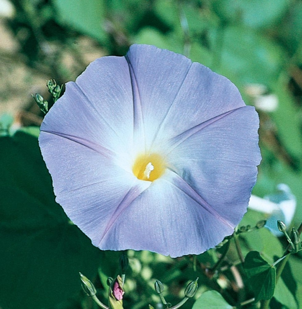 Lowe's NURSERY Blue Blue Dawn Flower in Gallon(s) Pot
