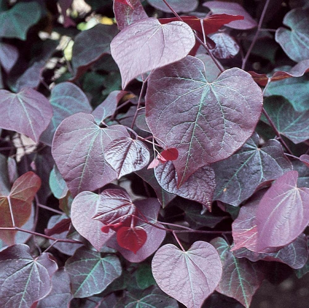 Lowe's 097781506005 1 -Gallon Multicolor Feature Weeping ruby redbud In pot (with soil)
