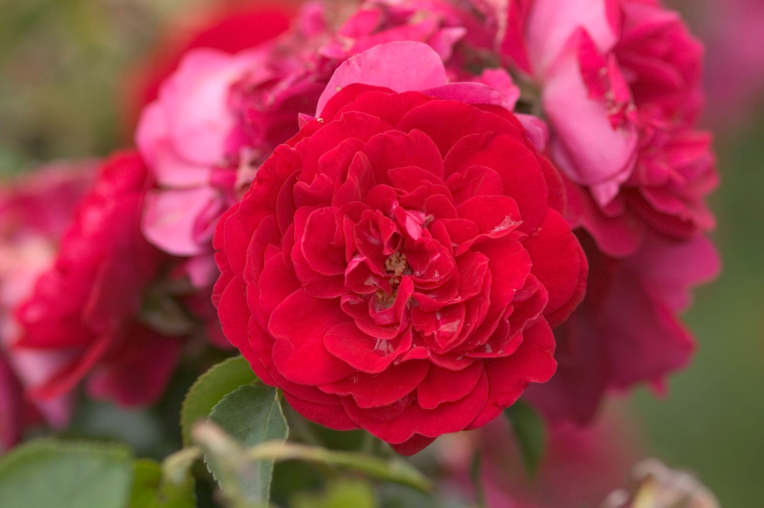 Lowe's NURSERY roses - View #9