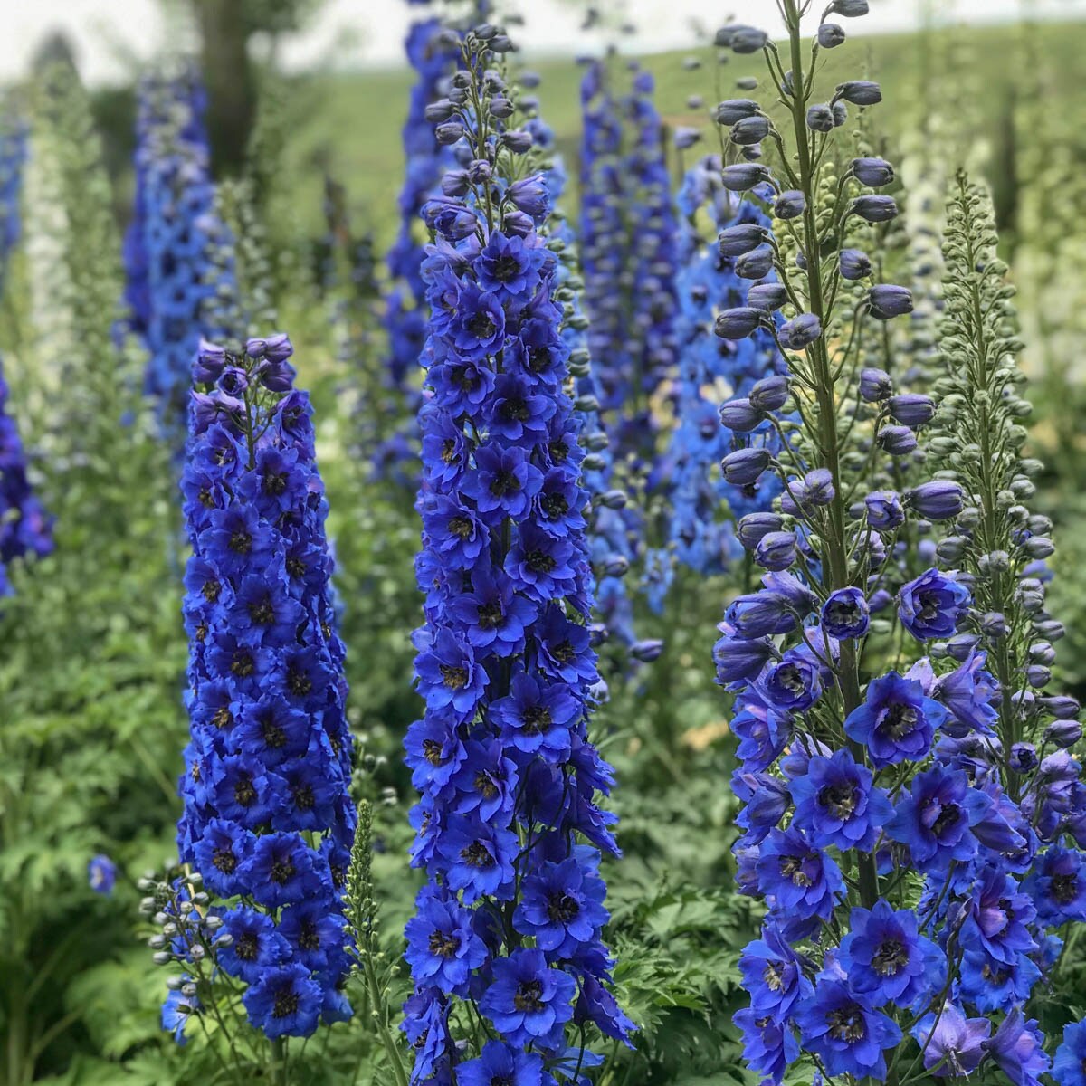 Breck's 90156 perennials - View #2