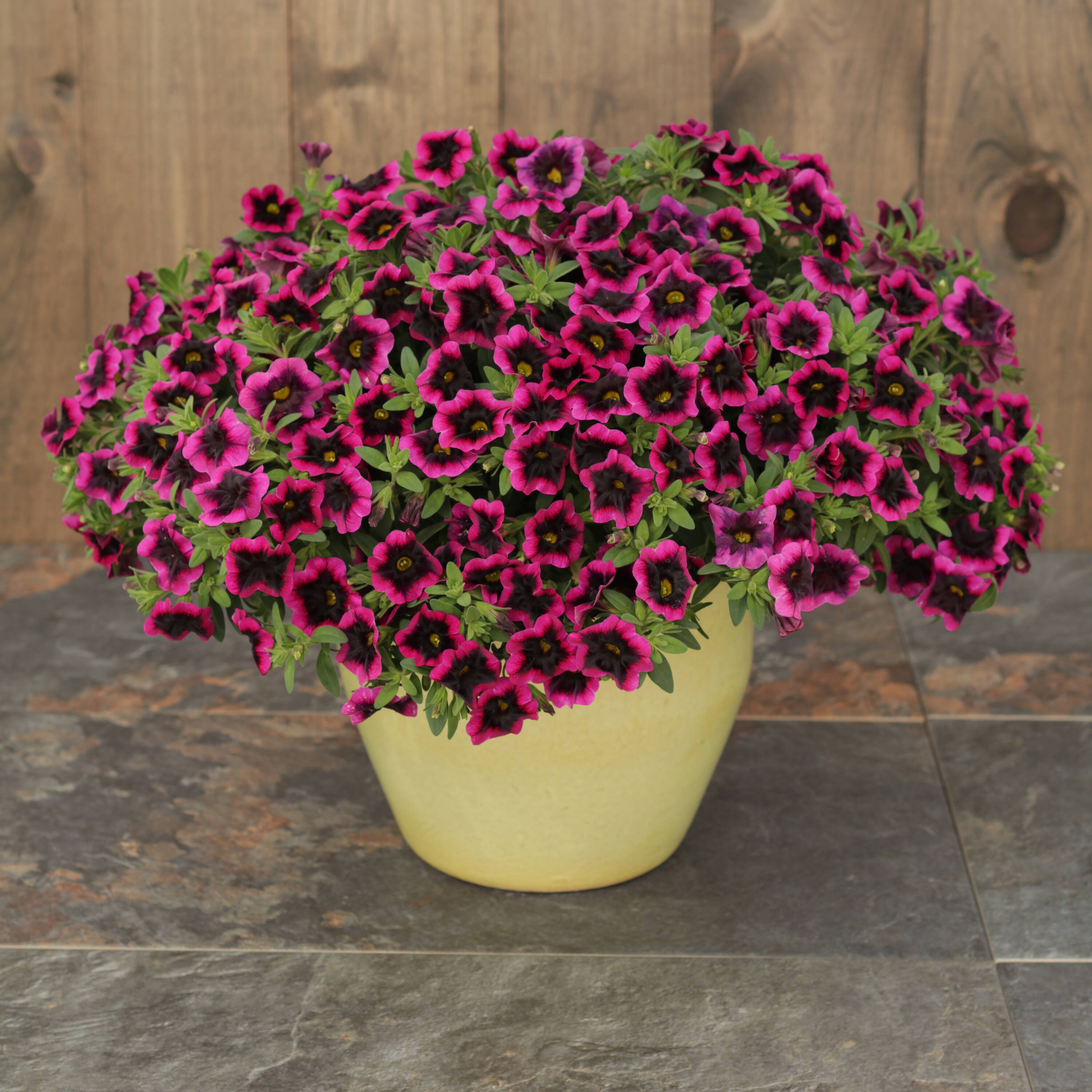 Proven Winners BELPRW3107504 annuals - View #3