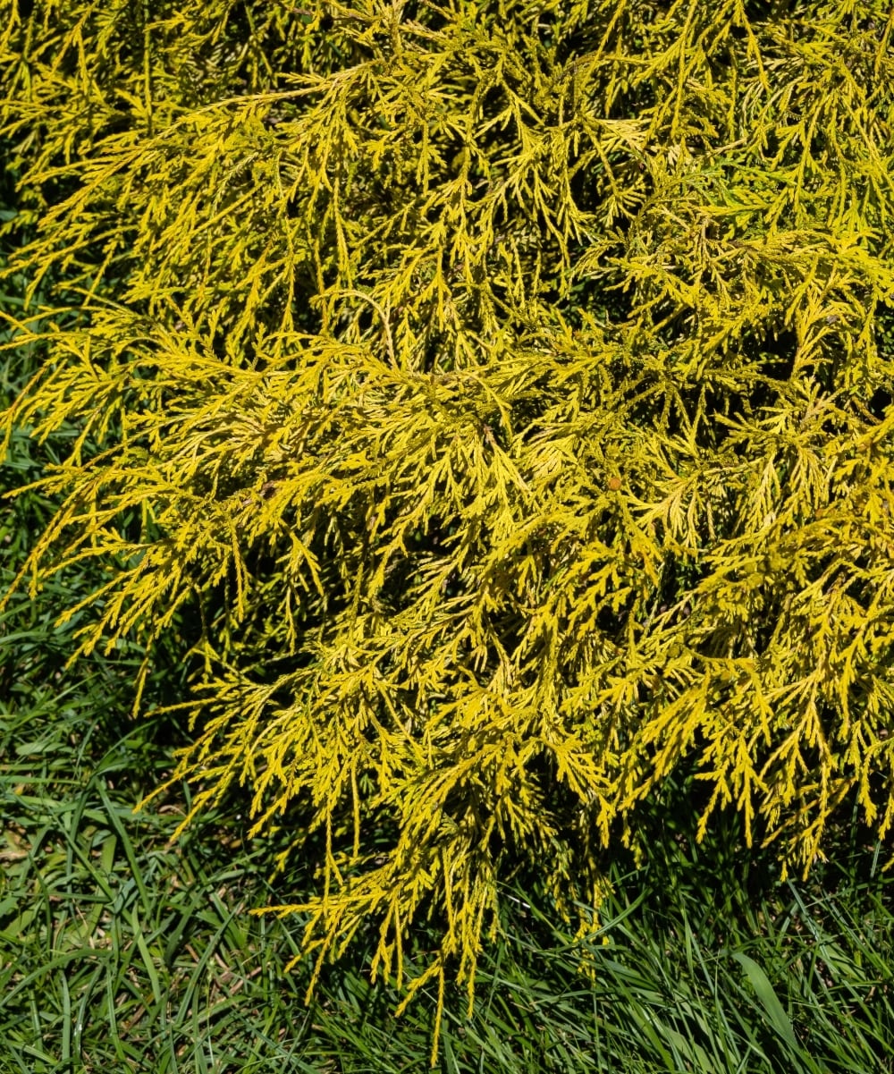 National Plant Network LW1660 shrubs - View #2