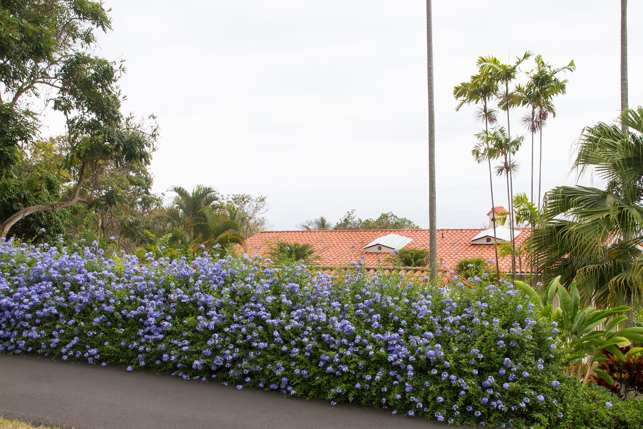 Monrovia 066371 shrubs - View #2