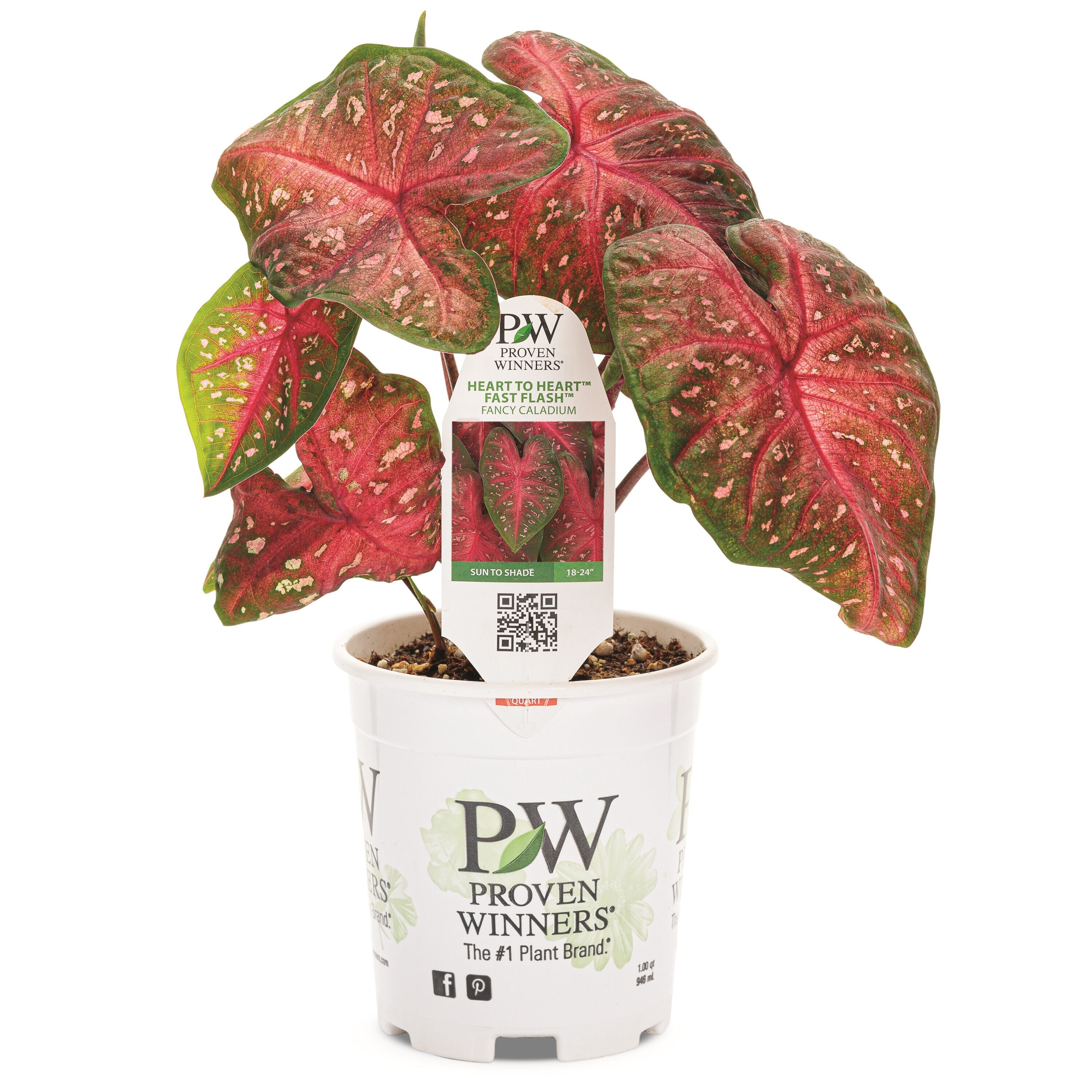 Proven Winners 1-Gallon Fresh Christmas Potted Caladium in the Fresh ...