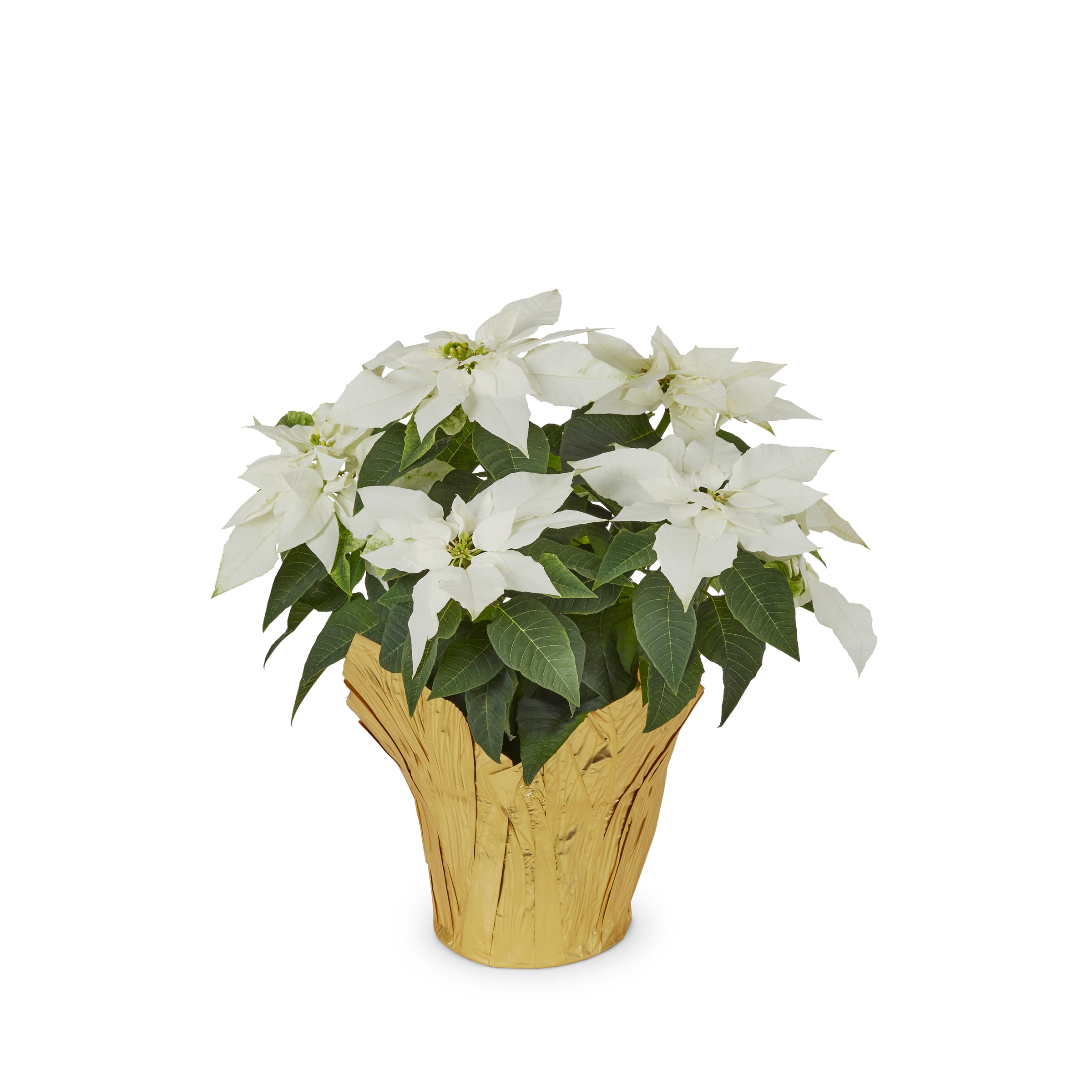 Holiday Living NURSERY Fresh Christmas Potted Poinsettia