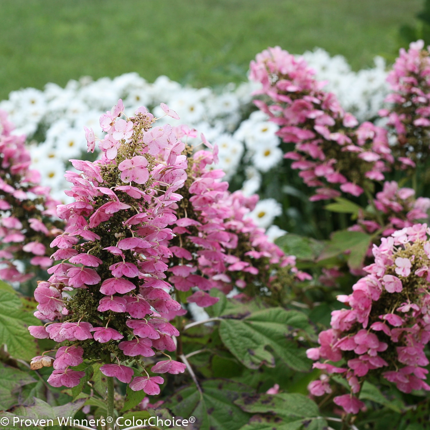 Proven Winners HYDPRC3636101 Gatsby Pink Oakleaf Hydrangea (Quercifolia) Flowering Shrub in 1 -Gallon Pot 1.0 -Pack with Pink Blooms