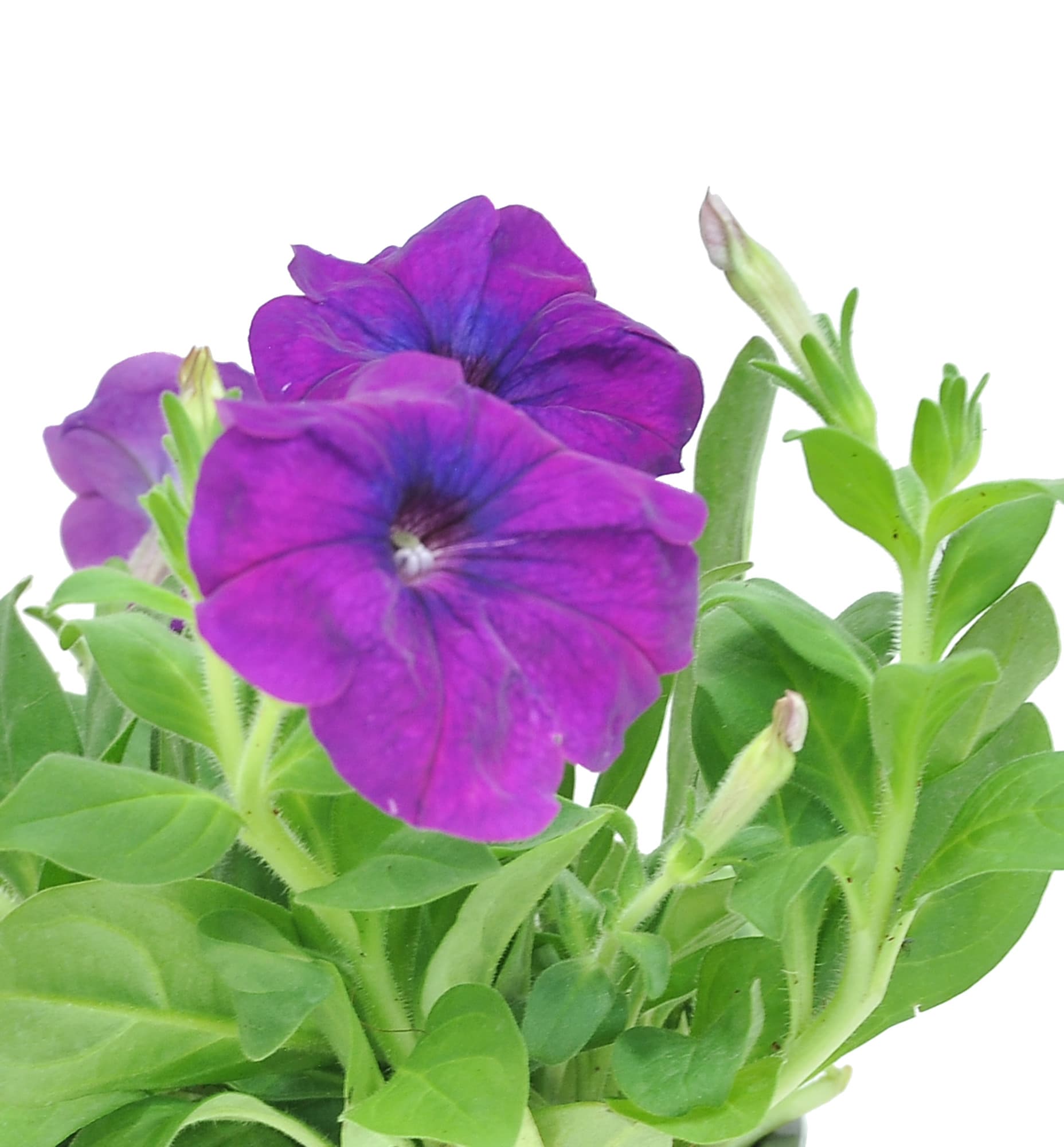 Costa Farms T-PT4-G-3DP-06-LW annuals - View #3