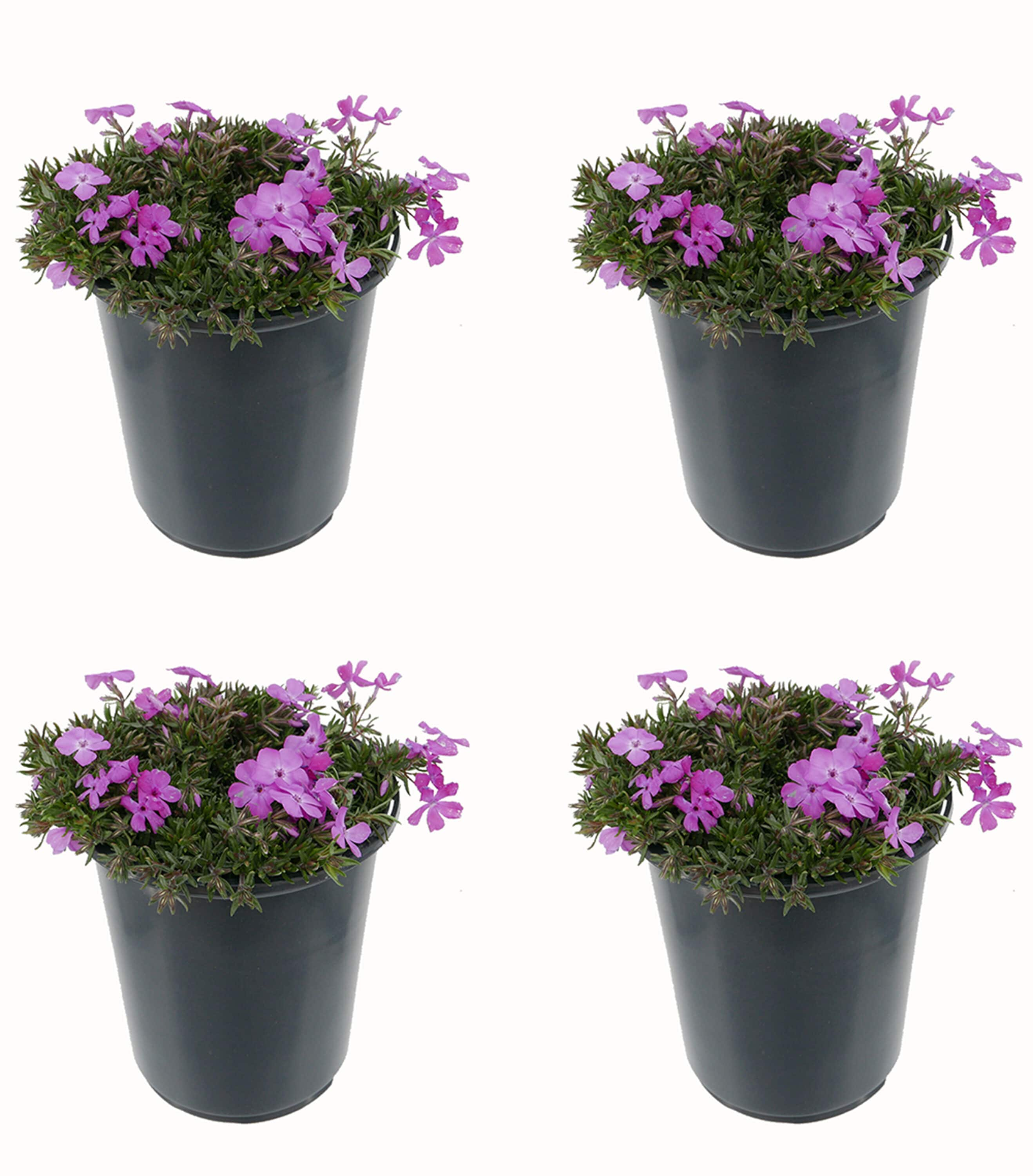 Pink Creeping Phlox Plant in 2.5-Quart Pot at Lowes.com