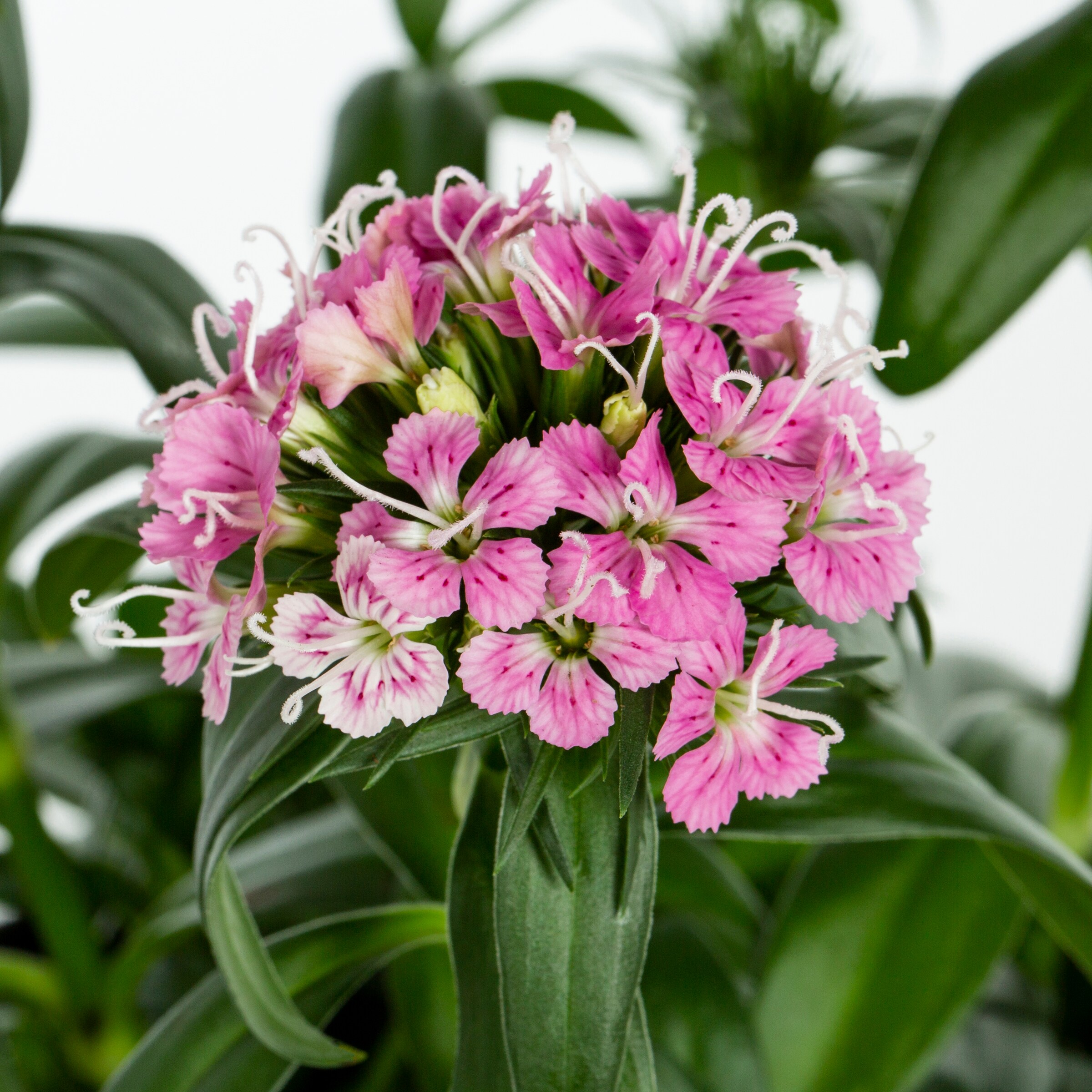 Lowe s pink carnation in 2 5 quart pot nursery at lowes