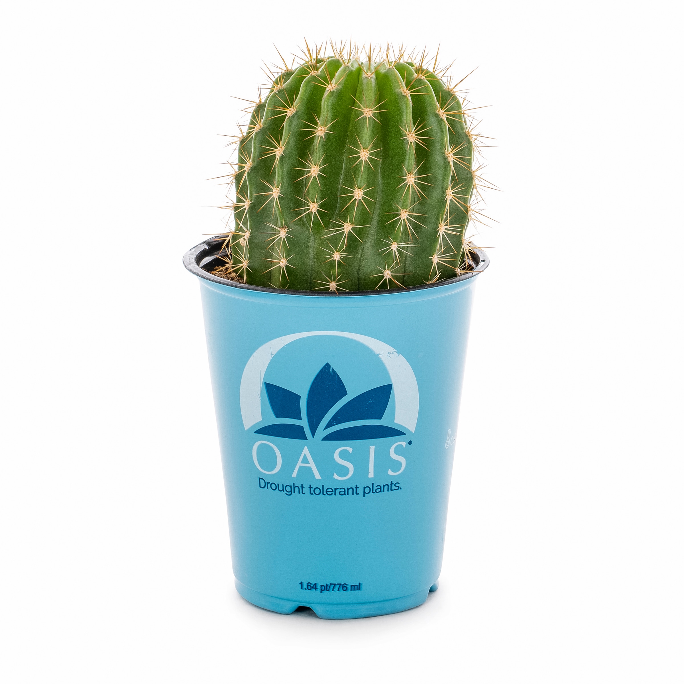 Lowe's 937381 Cacti-Succulents - View #14