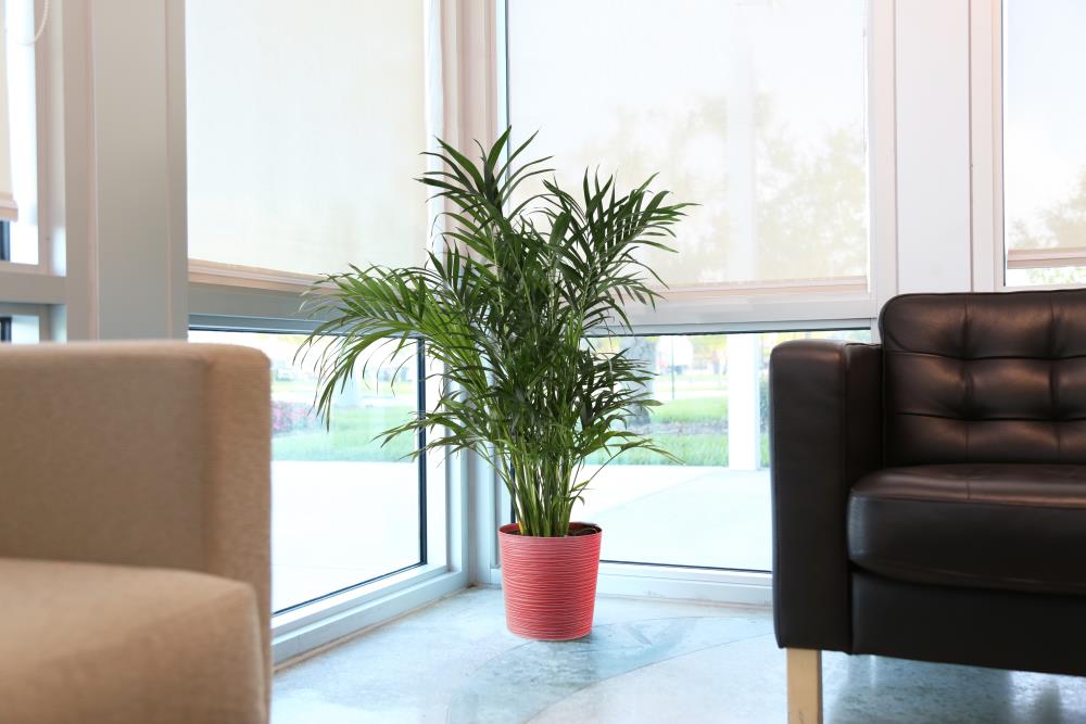 Lowe's 471507 hseplants - View #2