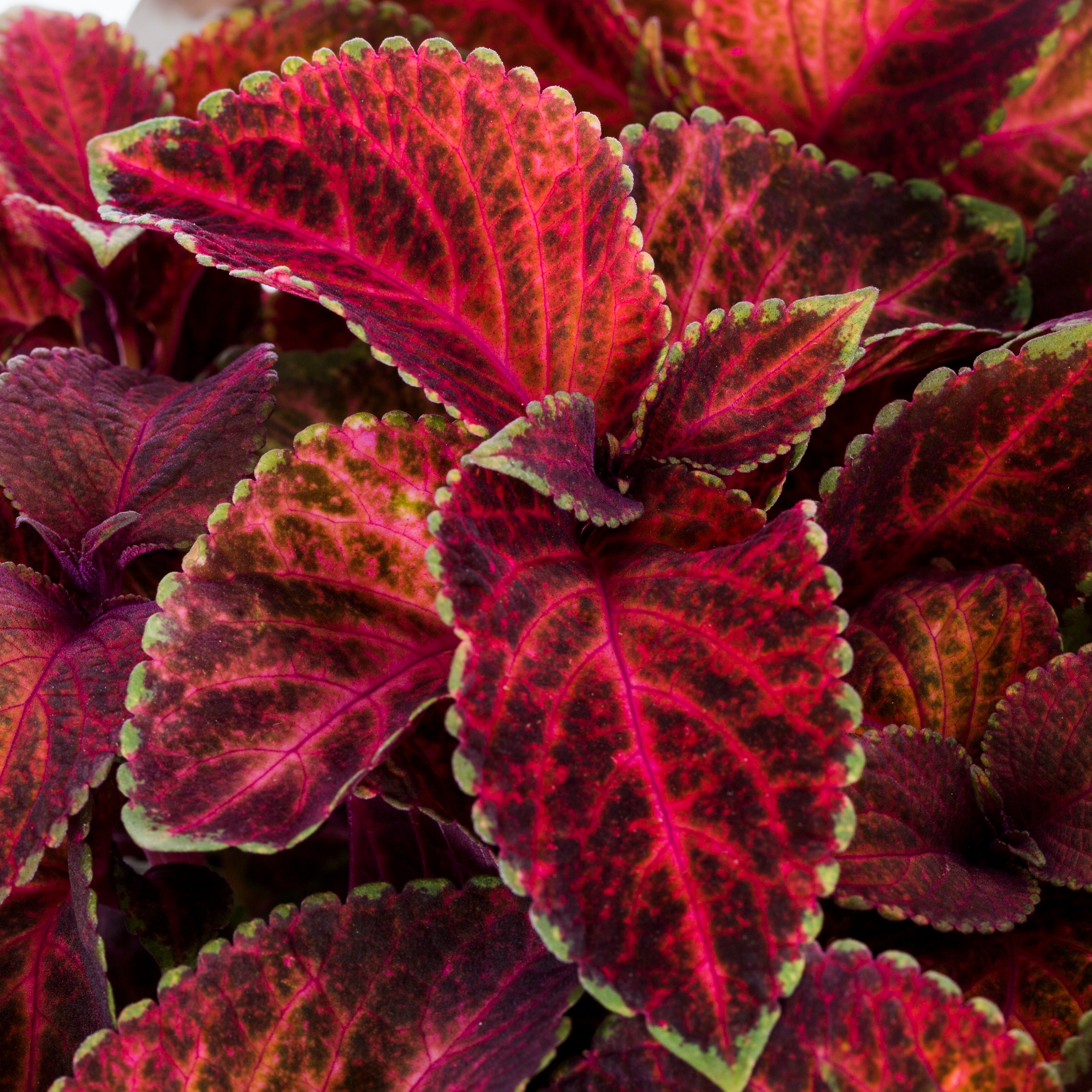 Lowe's 421920 annuals - View #4