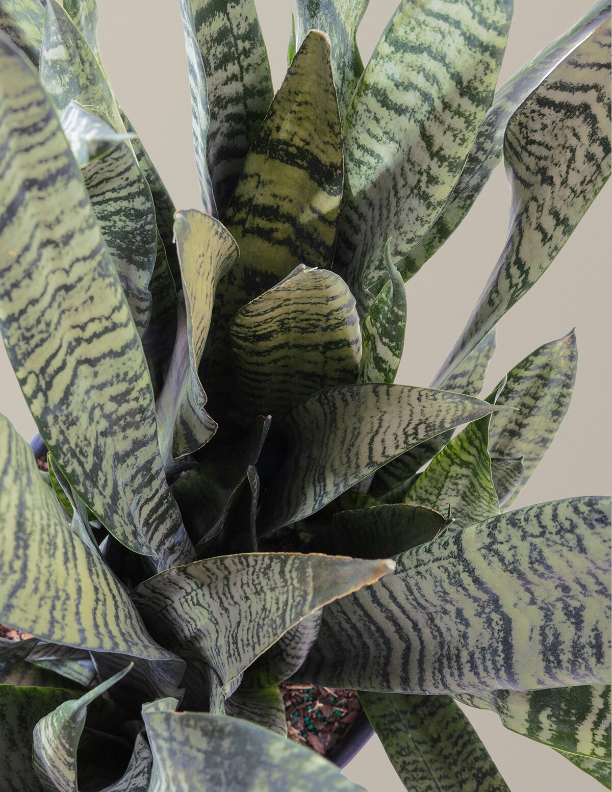 The Sill Snake Plant Zeylanica (Mother-in-Law's Tongue) - Cream Pallas ...