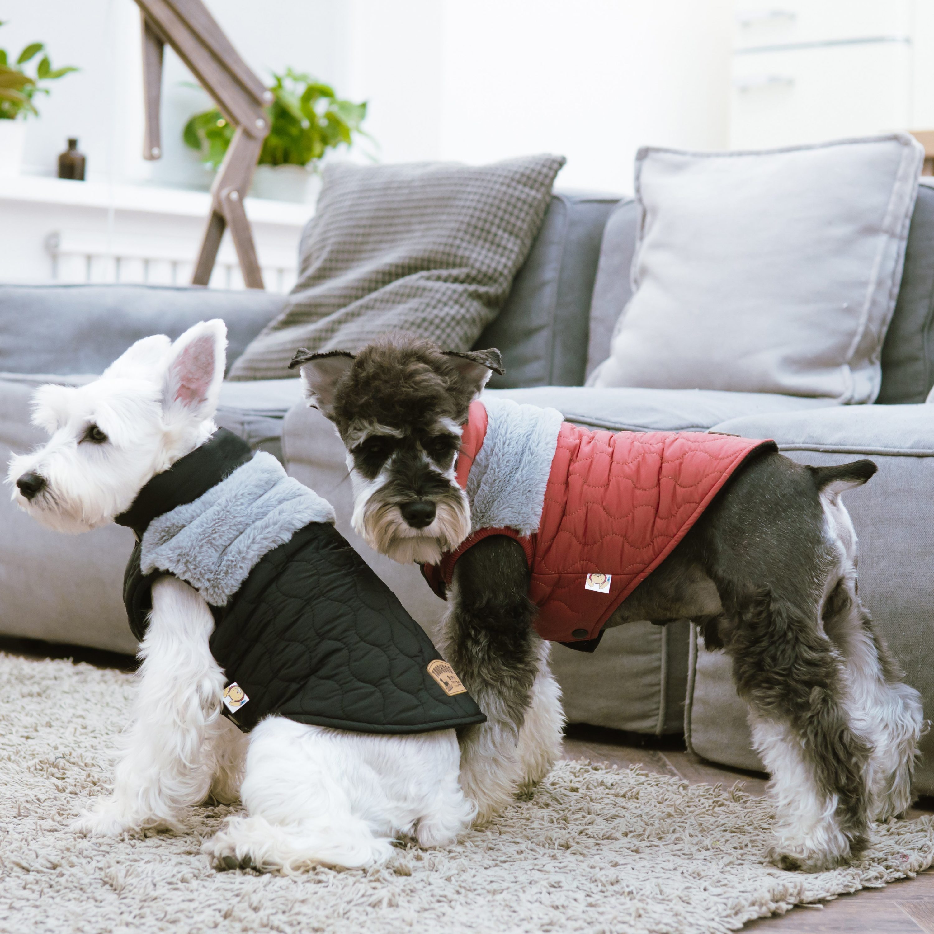 Touchdog JKTD14GNXL Dog-Apparel - View #4