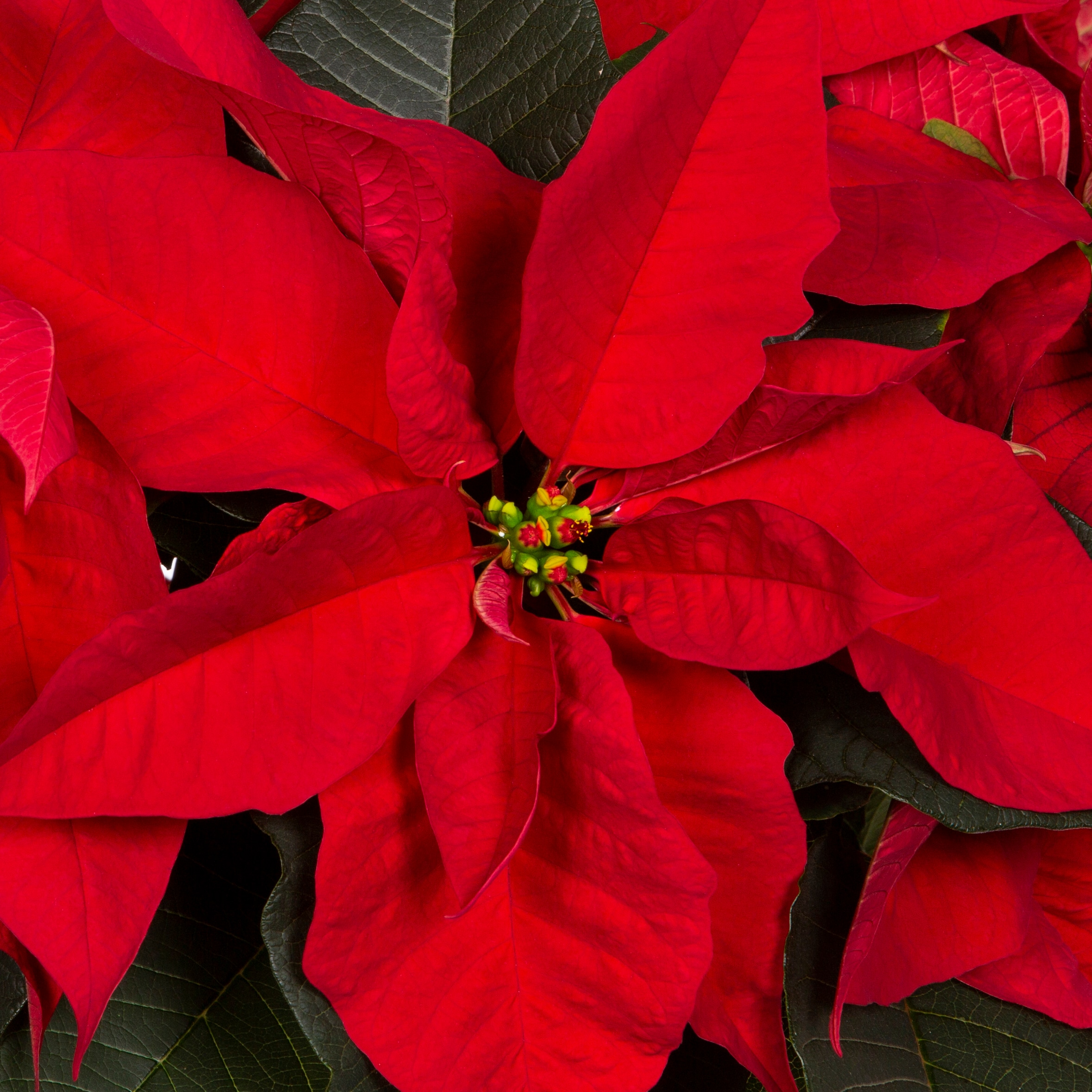 Holiday Living NURSERY annuals - View #2