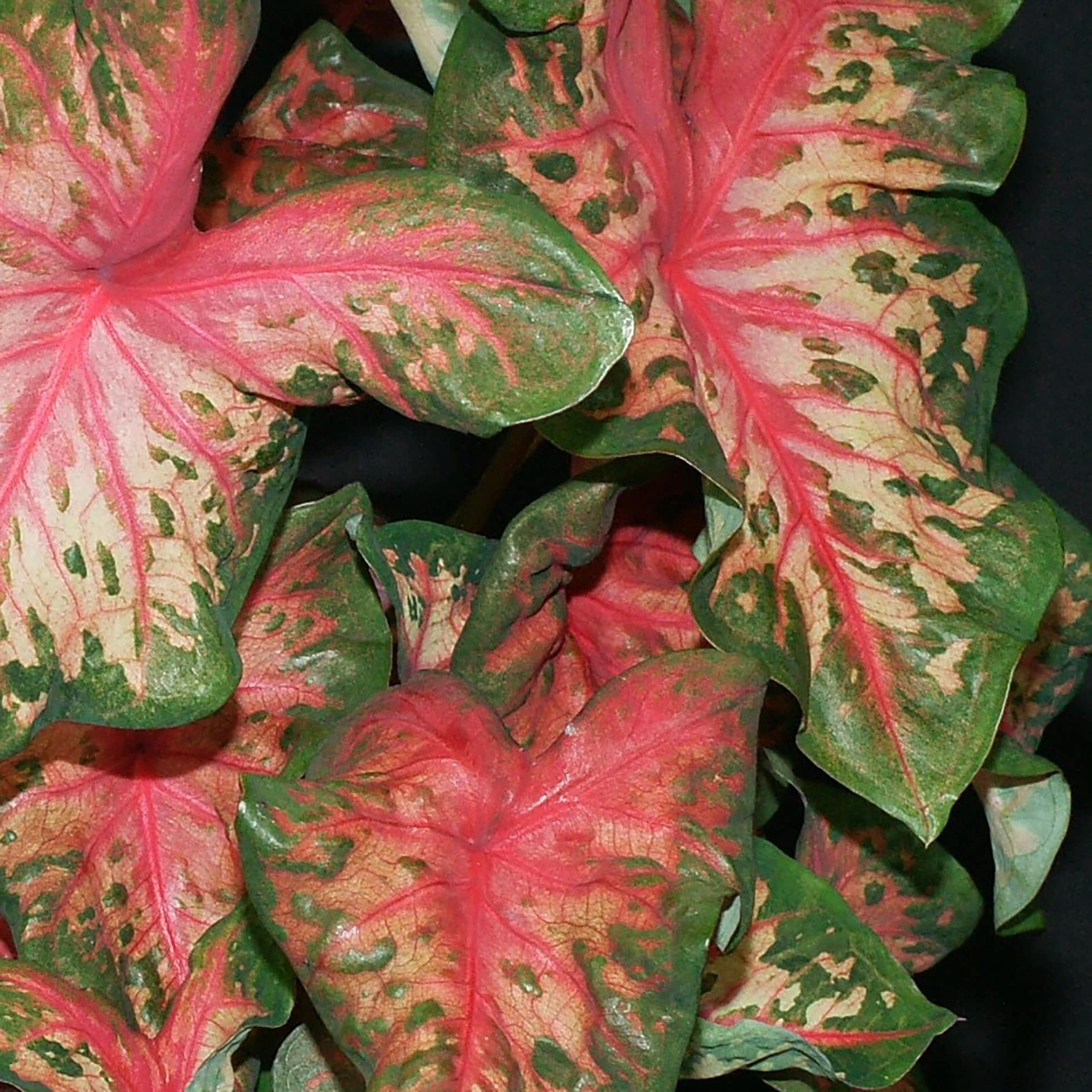 Proven Winners CLDPRW1397800 Caladium in 4.5-in Pot