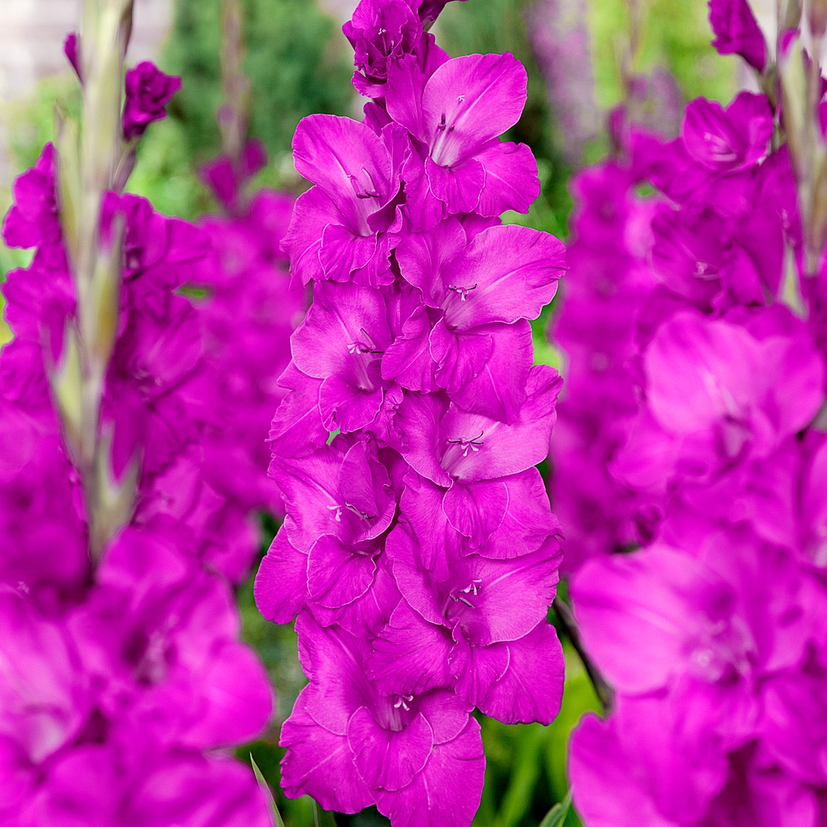 Van Zyverden 84718 Purple Gladiolus Sugar Plum Bulbs 12 Count