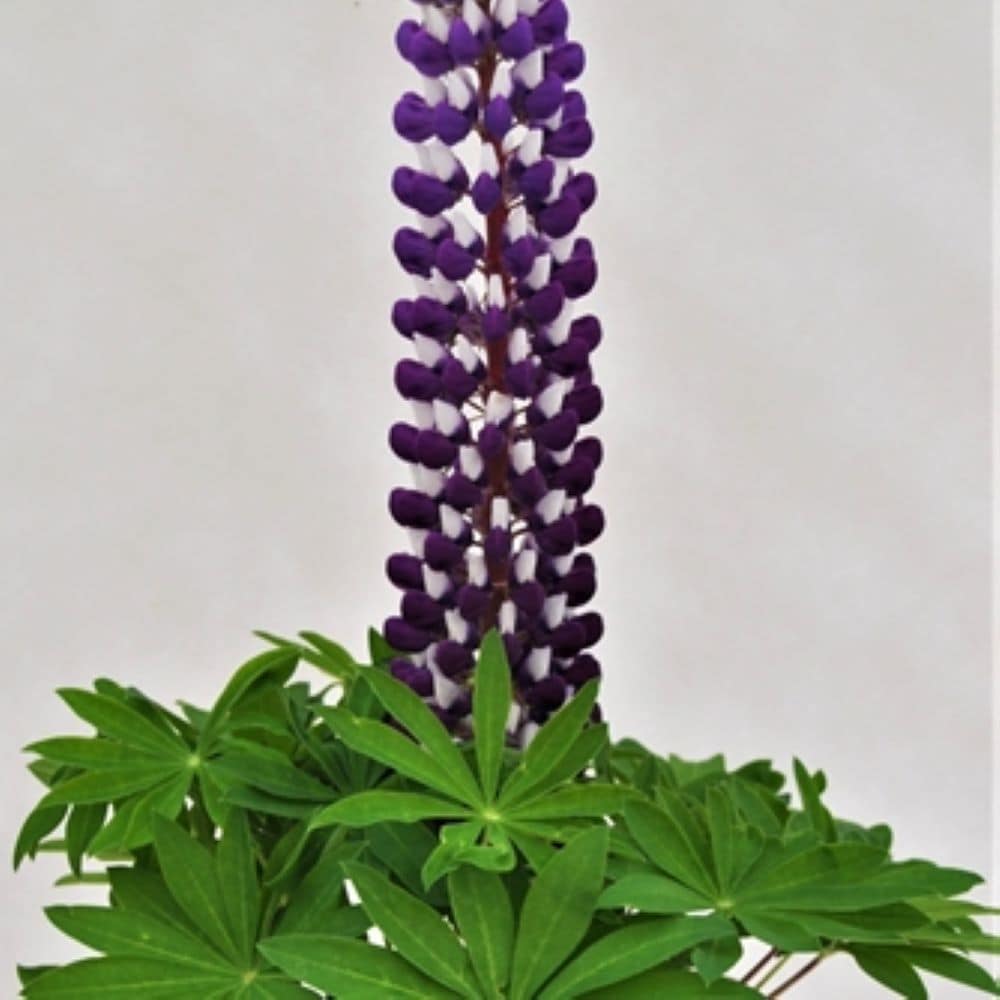 Lowe's NURSERY Multicolor Lupine, Lupin, Bluebonnet in 1-Gallon Pot