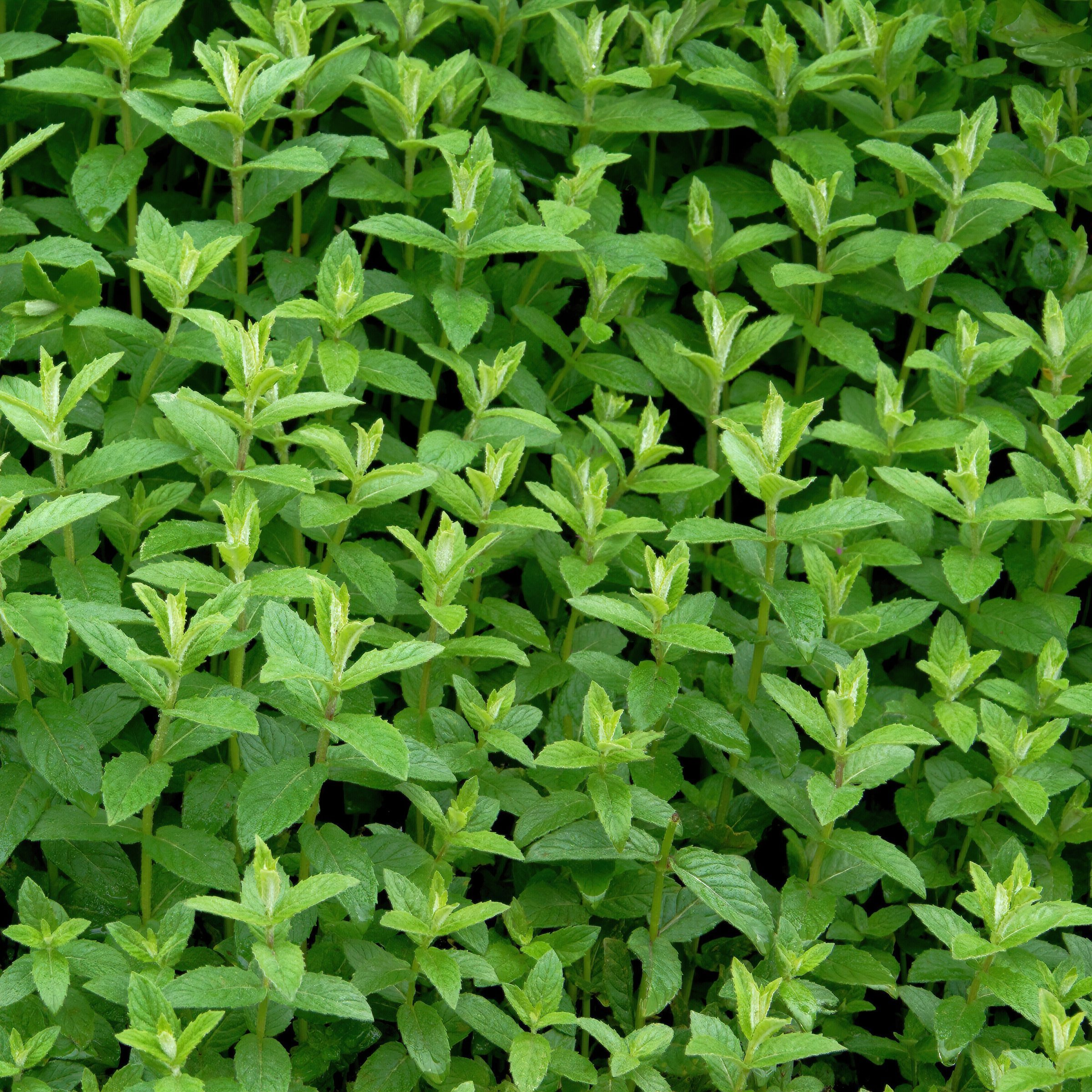 National Plant Network LW2274 Herb-Plants - View #4
