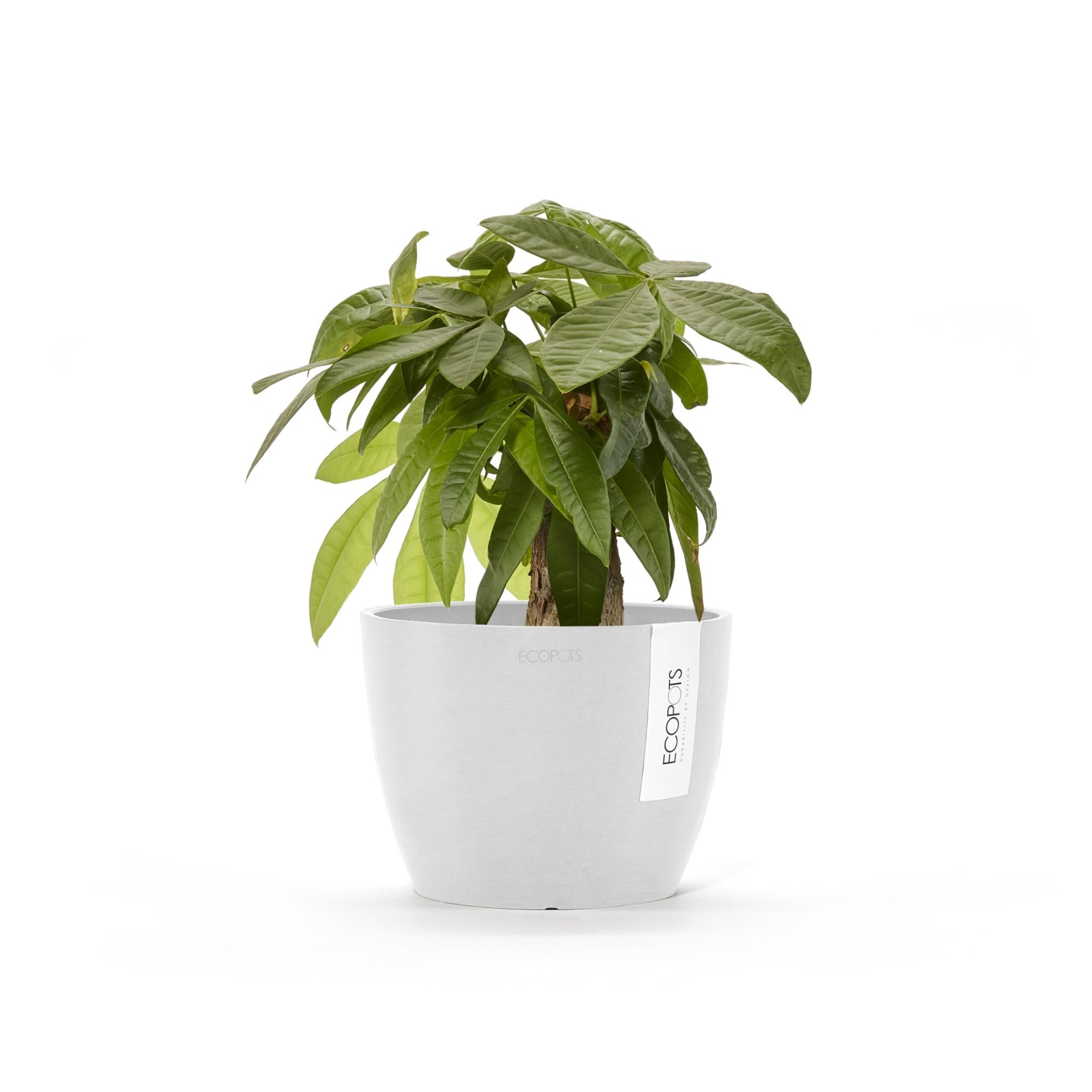 ECOPOTS STH.16.PW Planter-Window-Box - View #4