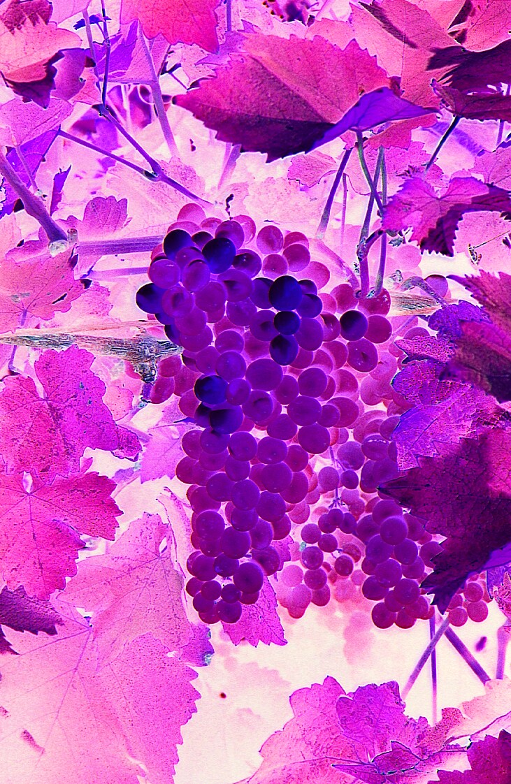 Lowe's 101895 Grape Plant in Pot