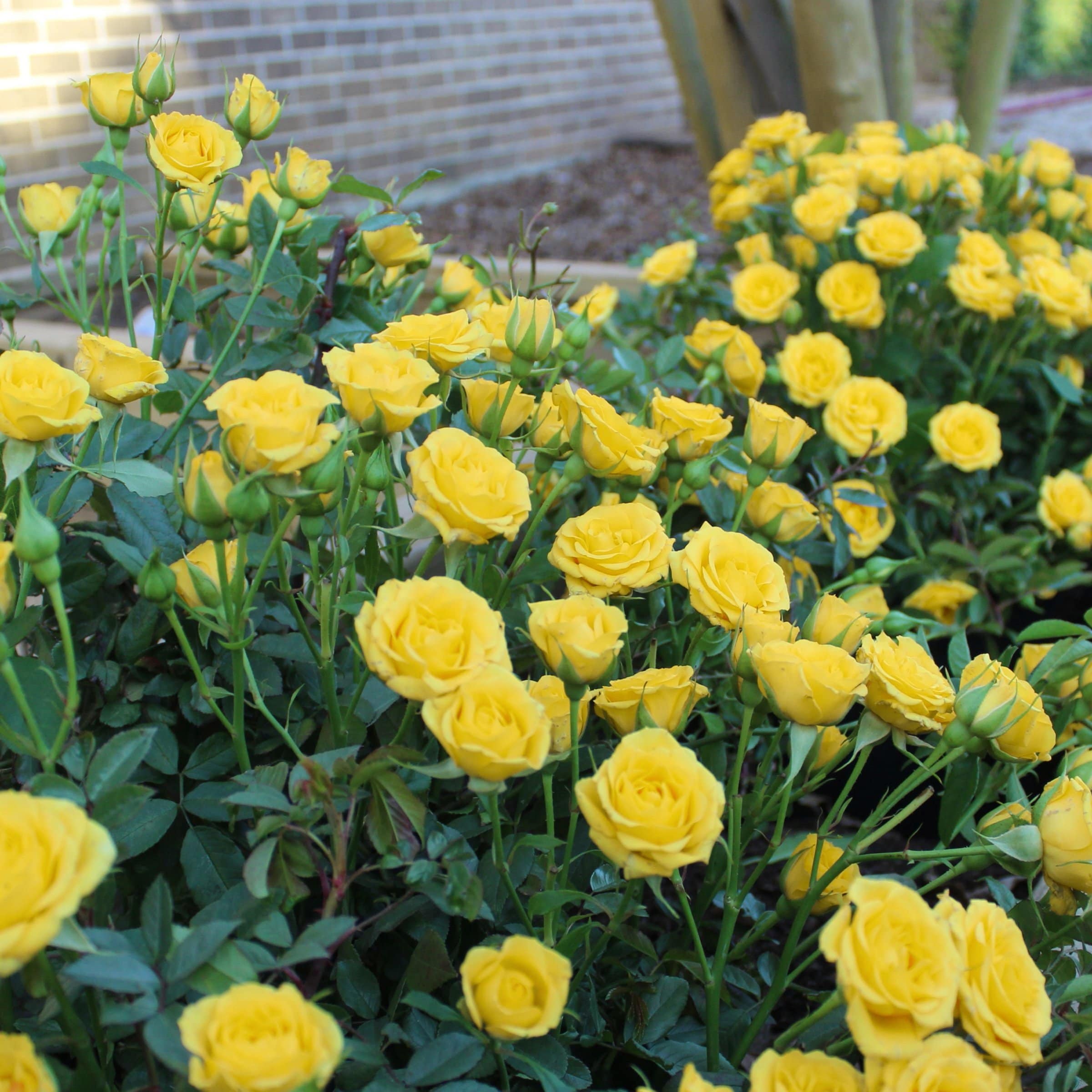 National Plant Network LW1794 roses - View #3