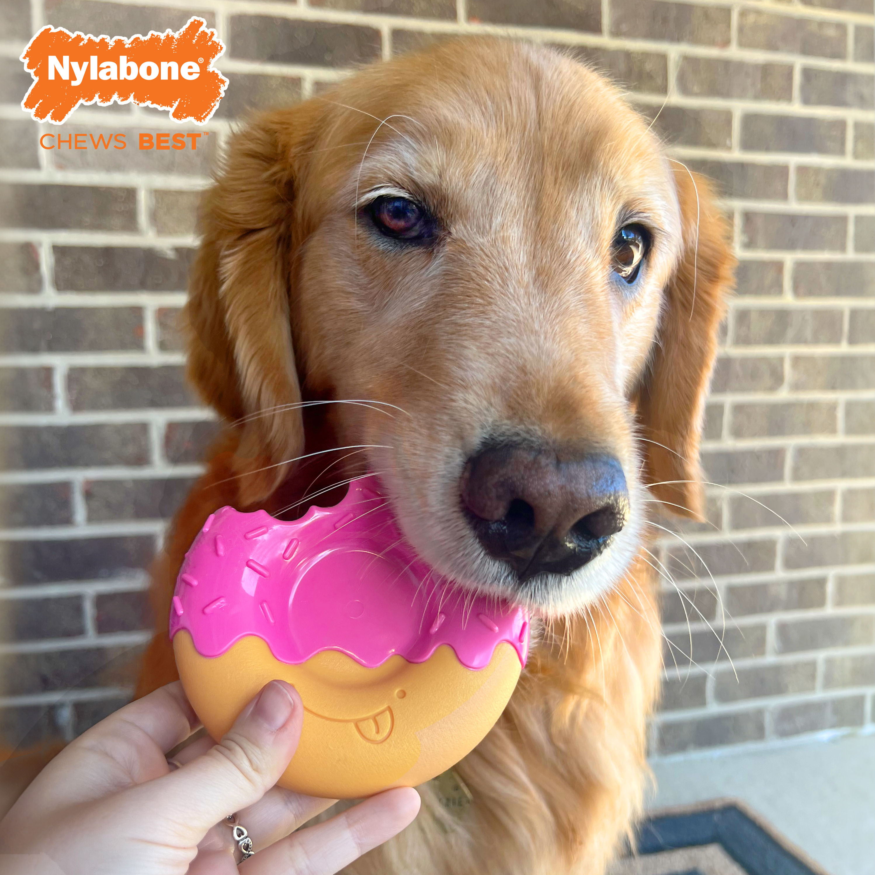 Nylabone NDO104PR NDO104P Dog-Toys - View #2