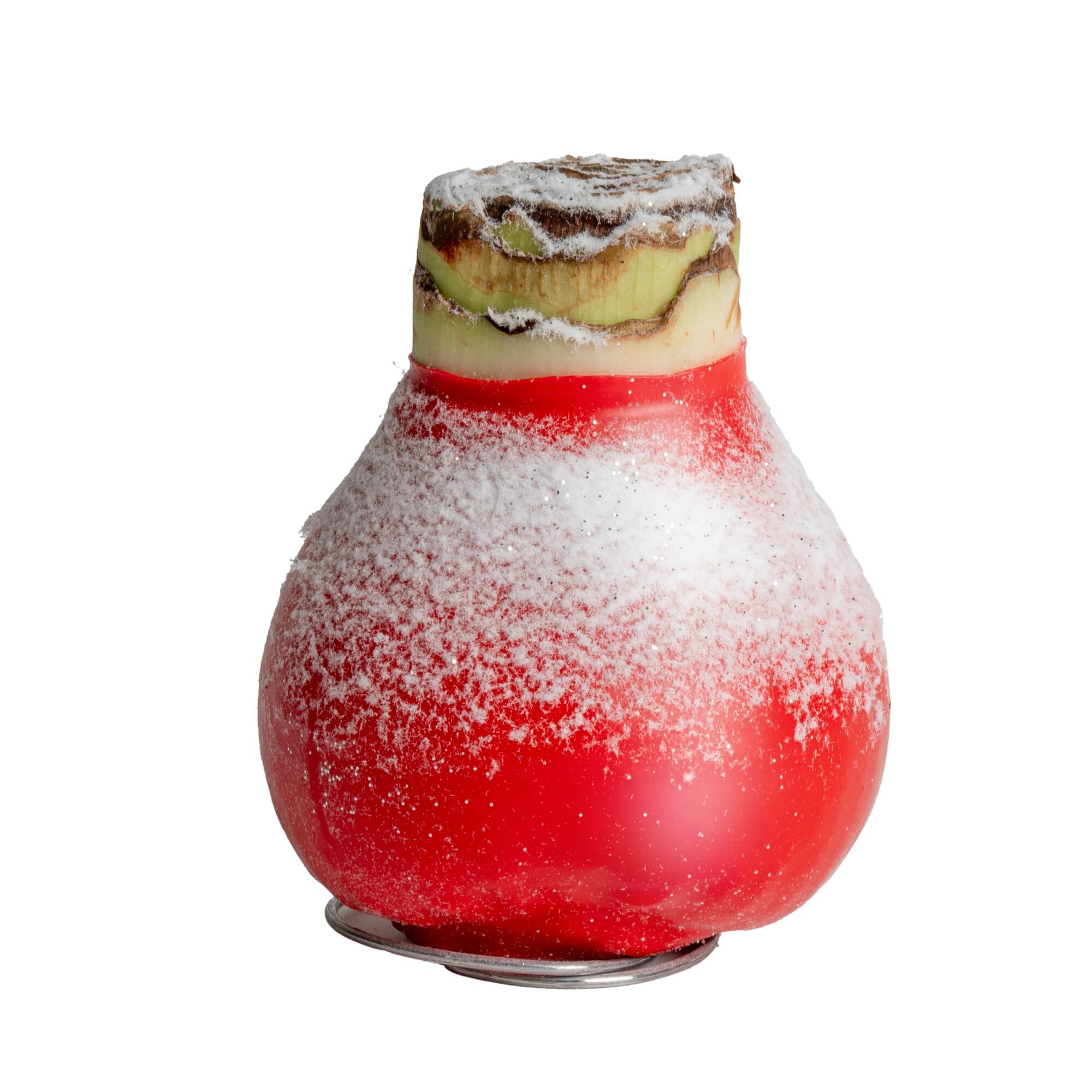 Costa Farms S-AMA-BUL-RED-02-LW Fresh-Cut-Christmas-Decorations - View #2