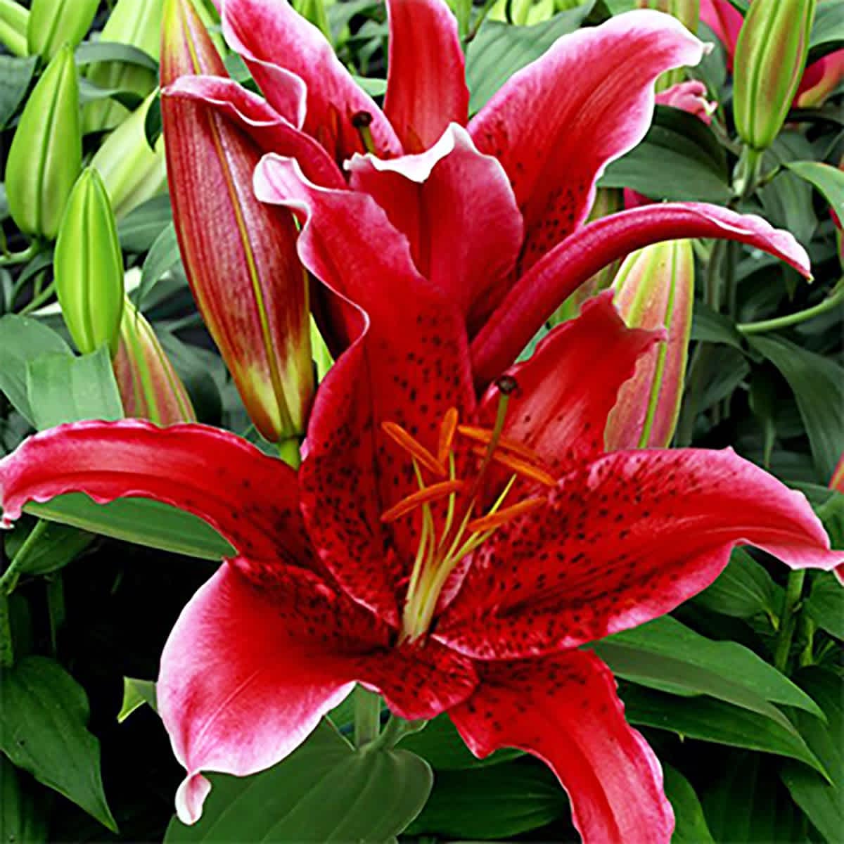 Hirt's Gardens Red Flash Oriental Lily - 2 Bulbs 16/18 cm - New in