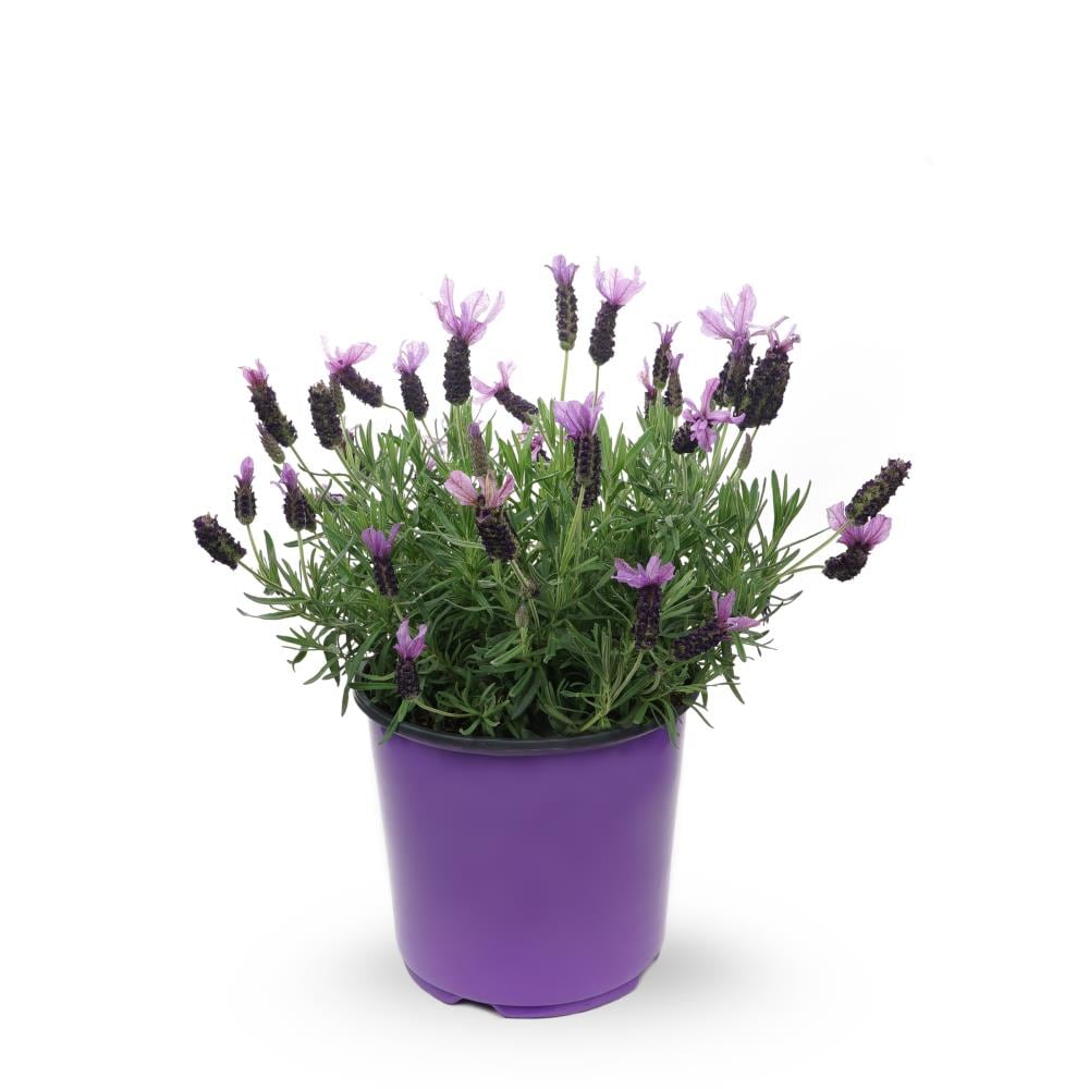Lowe's Purple Lavender in 1.5-Gallon (s) Pot in the Perennials department  at