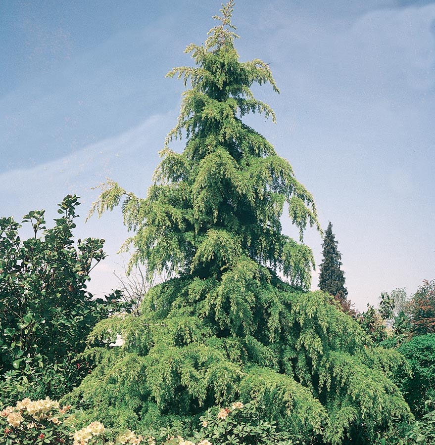 5.99-Gallon Feature Tree Golden Deodar Cedar In Pot (With Soil) in the ...