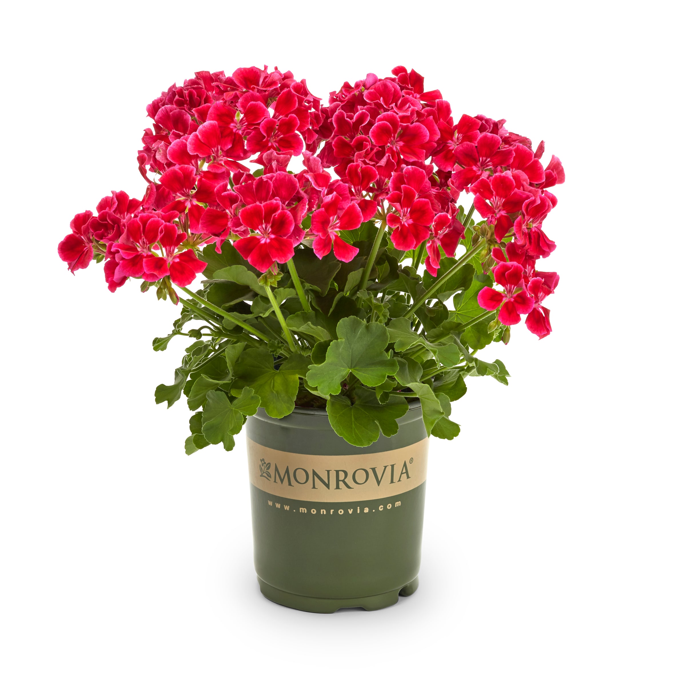 Monrovia Multicolor Geranium in 2.5-Quart Pot in the Annuals department ...