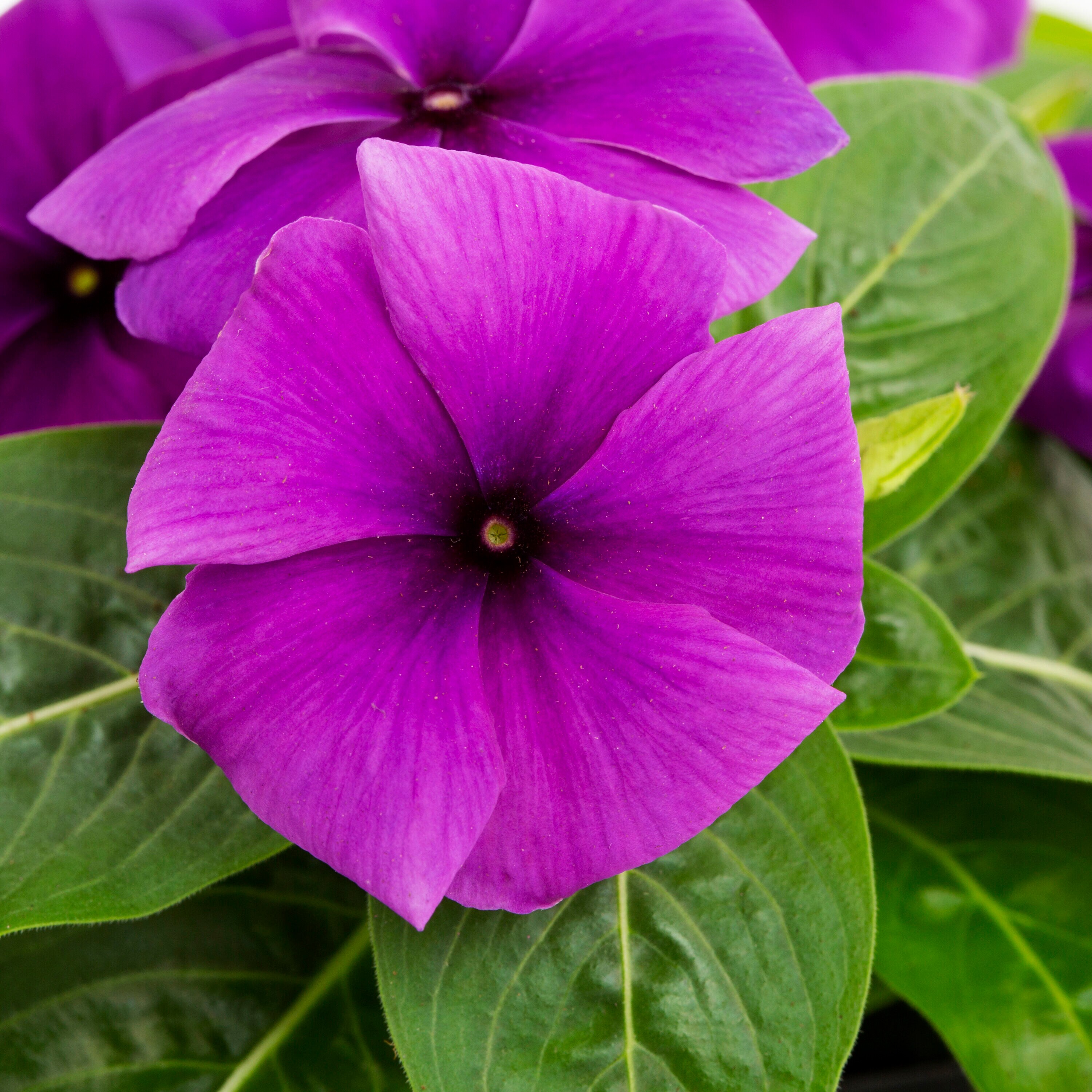 Lowe's NURSERY annuals - View #3