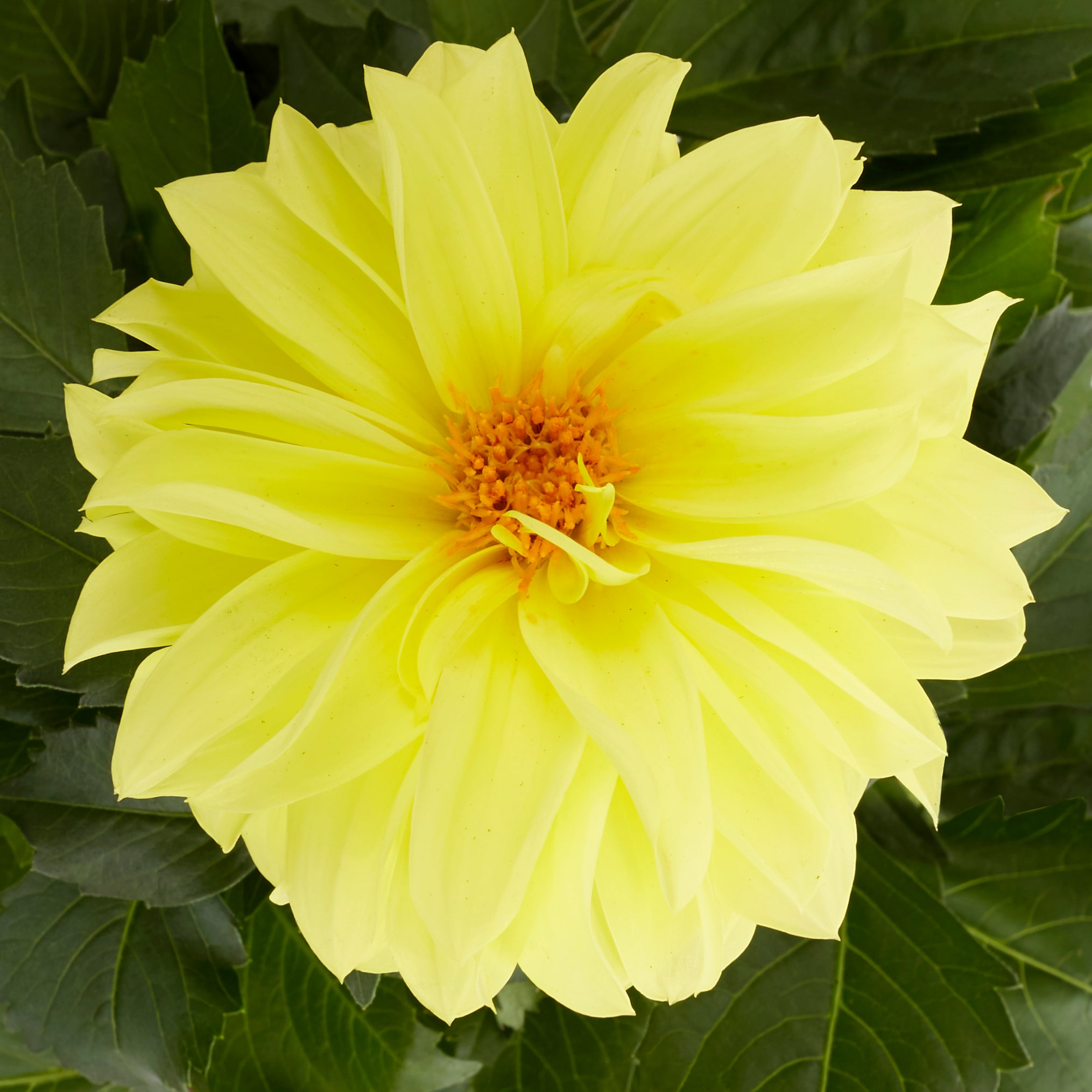 Monrovia 208463 annuals - View #5