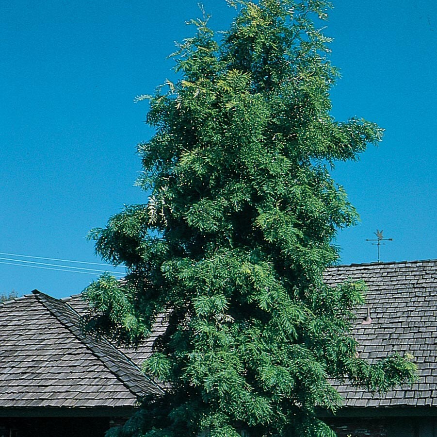 NURSERY 2.5-Quart Orange Shade Tree Silk Oak Tree In Pot (With Soil)