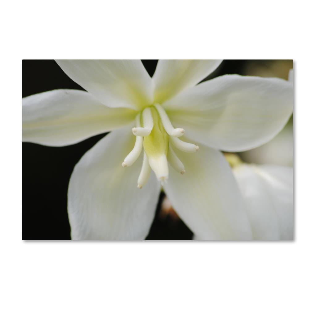 Trademark Fine Art MF149-C1624GG Framed 16-in H x 24-in W Botanical Print on Canvas