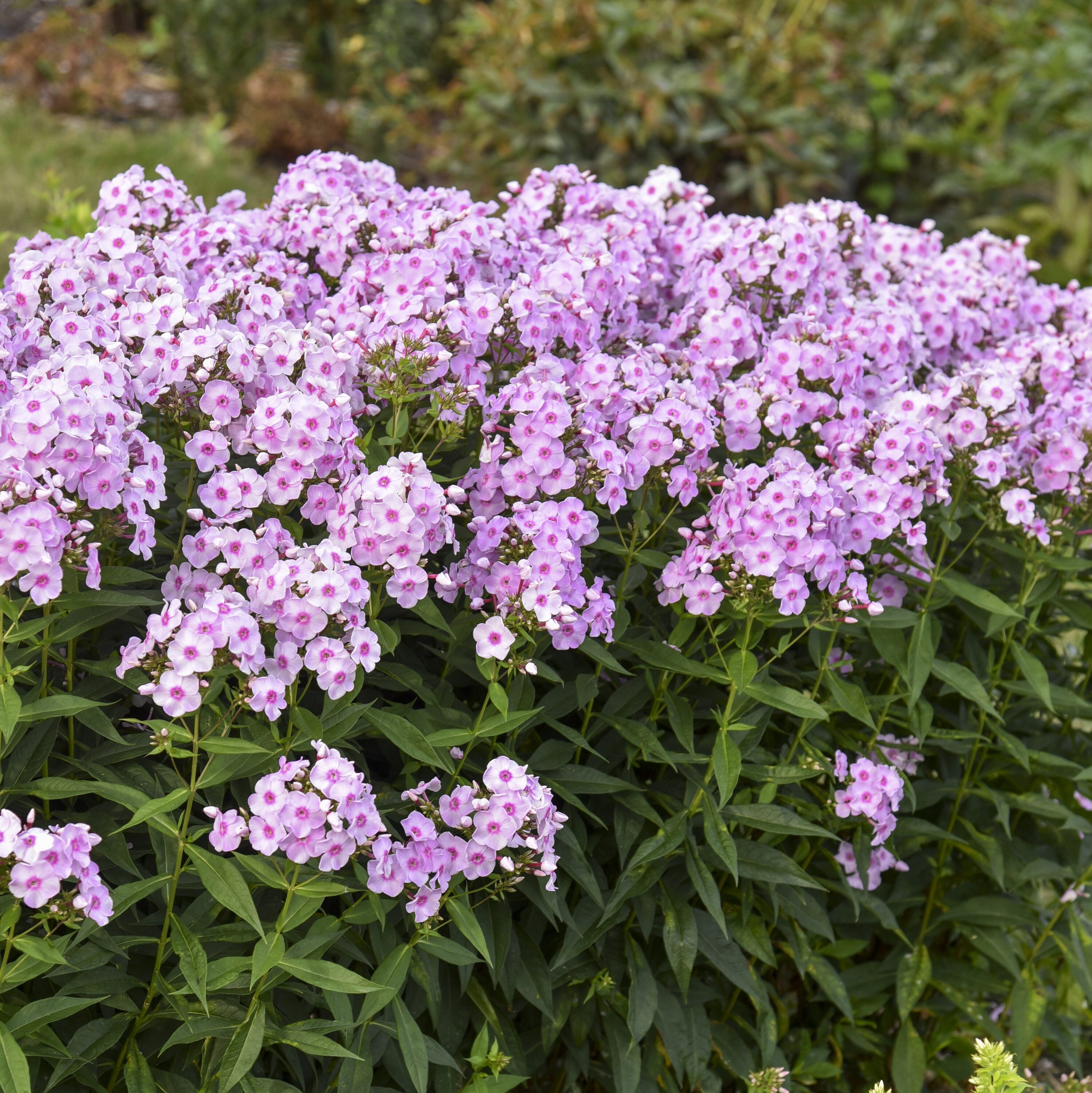 Proven Winners PHLPWP3006102 perennials - View #5