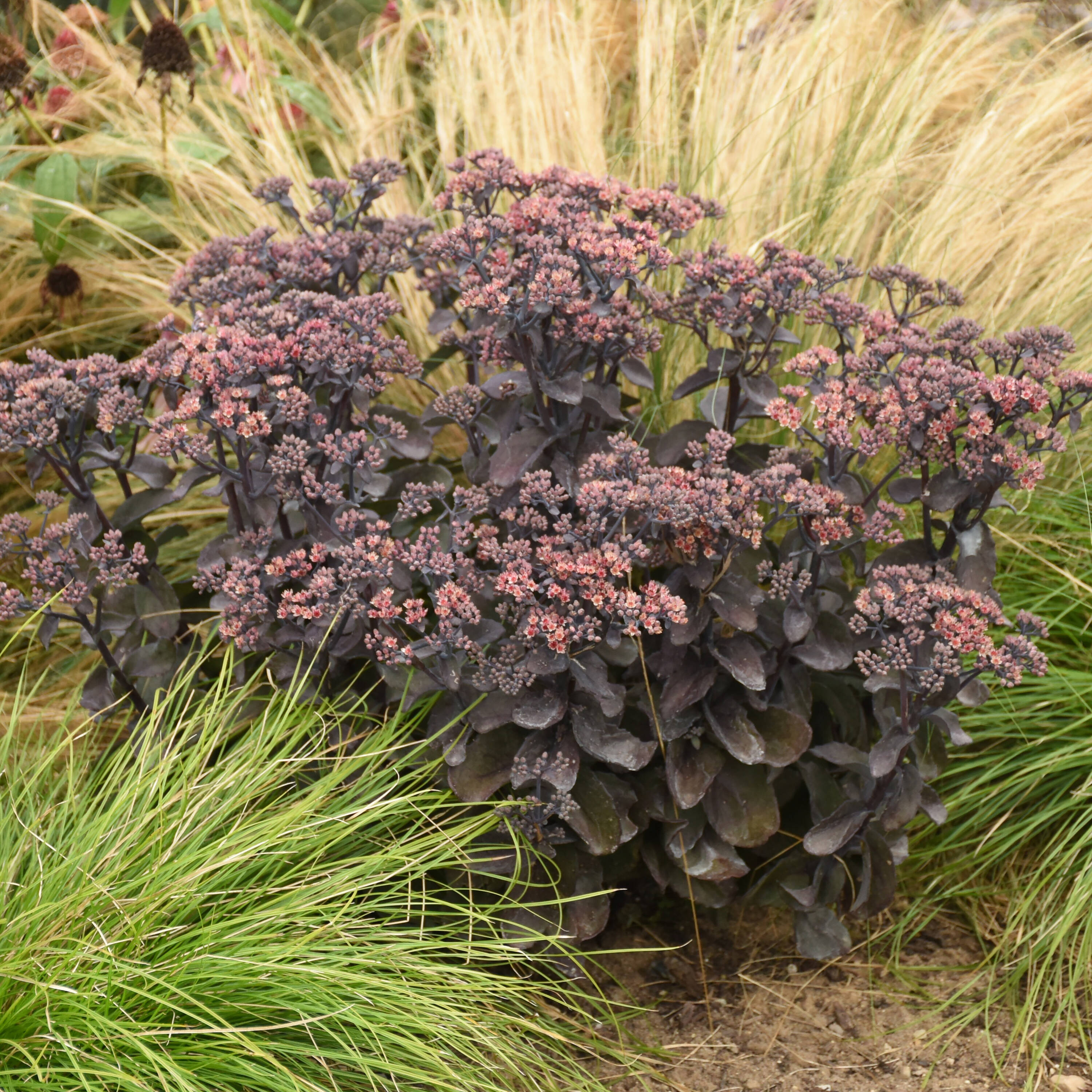 Proven Winners SEDPWP1117800 perennials - View #4