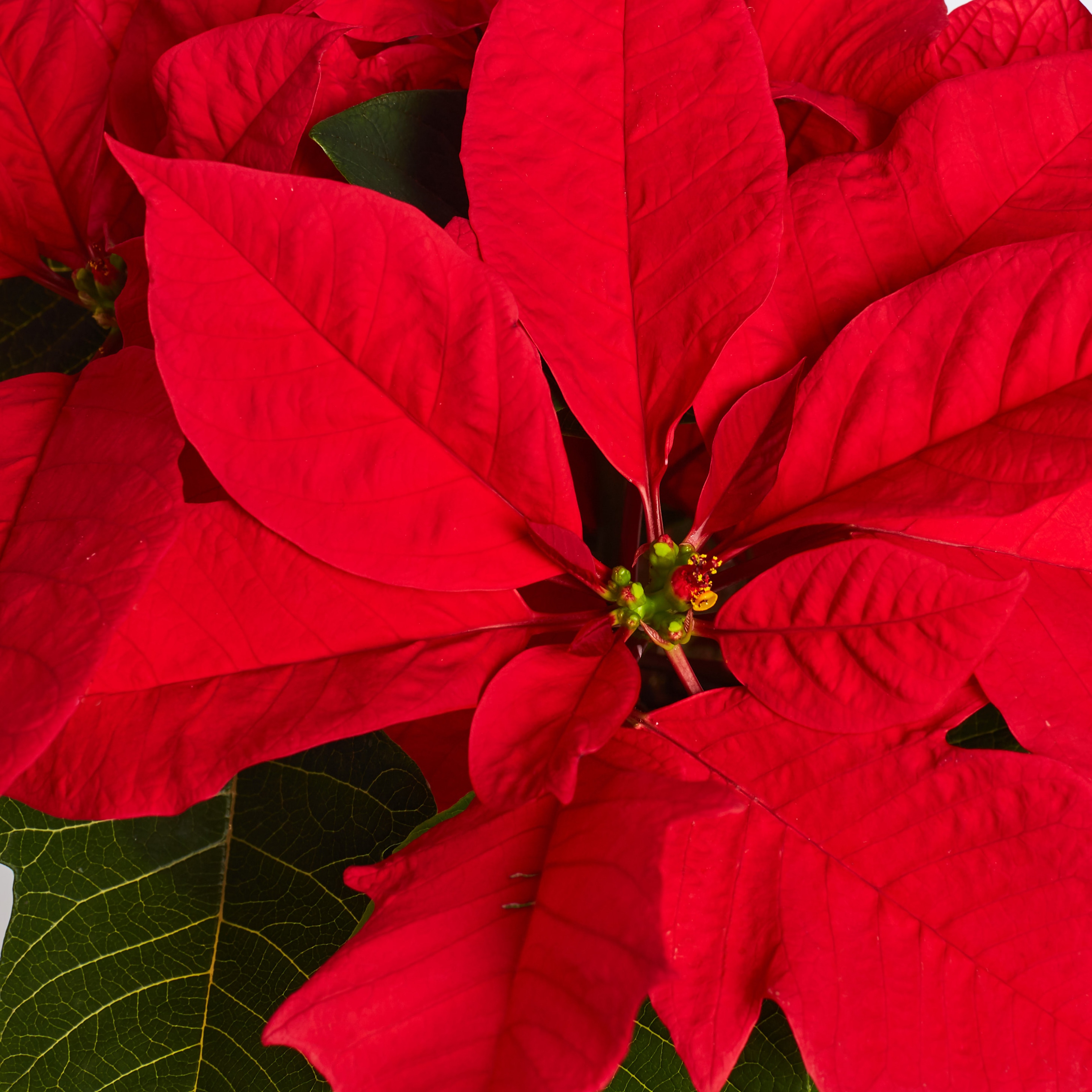 Holiday Living 1-8502 annuals - View #2
