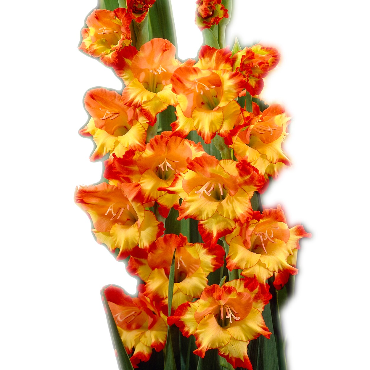 Van Zyverden NURSERY 17 Orange/Peach/Apricot Gladiolus Bulbs