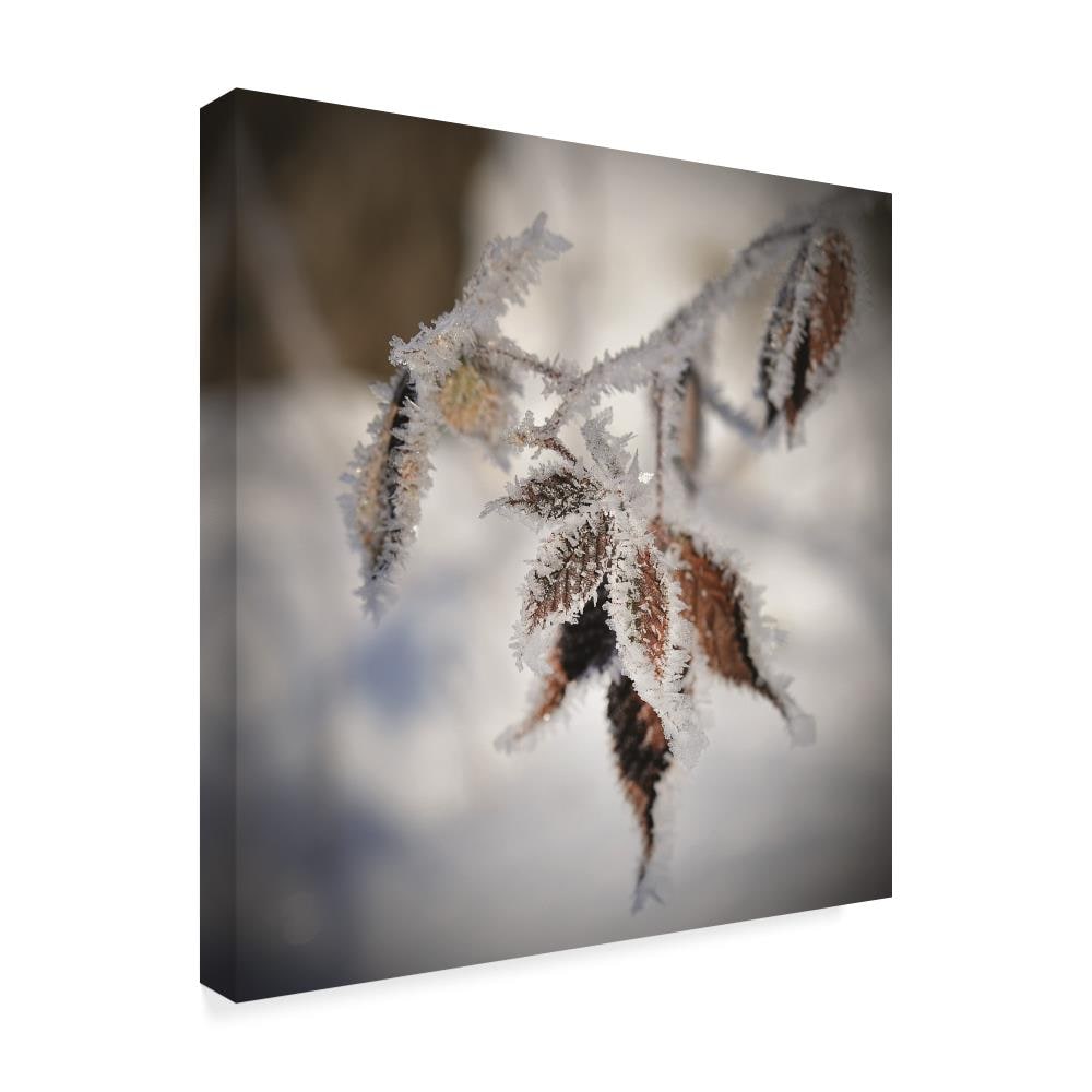 Trademark Fine Art CSL00029-C1414GG Wall-Art - View #2