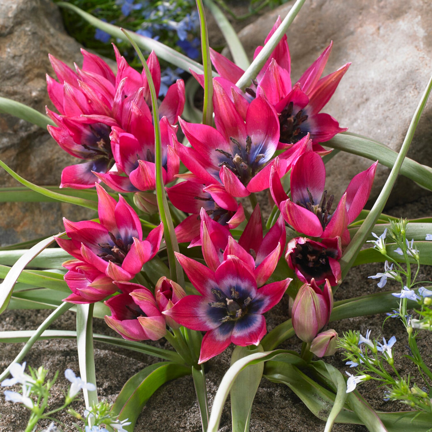 Garden State Bulb ECF-85-100-04 Multicolor Batalinii Little Beauty Tulip Bulbs 100 Count