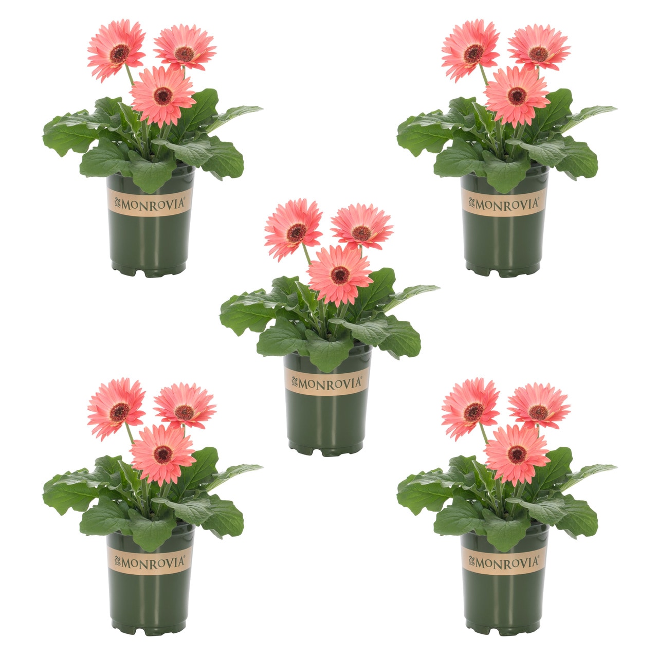 Drought Tolerant Daisy Annuals at Lowes.com