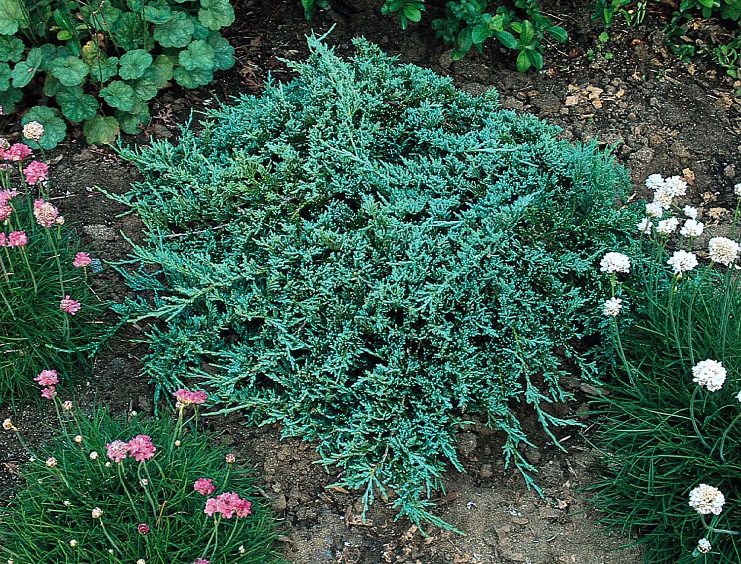Monrovia 049902 shrubs - View #3