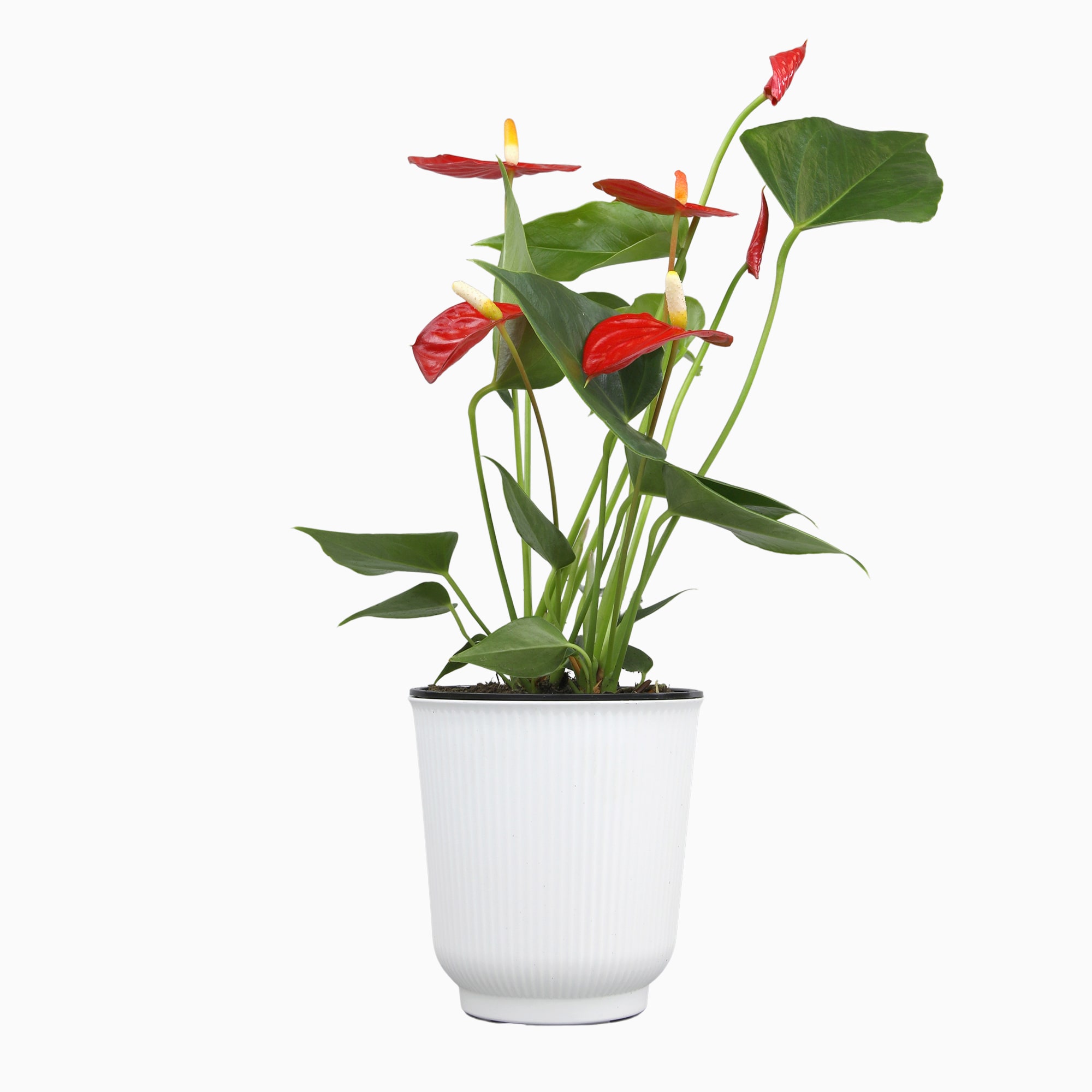 Altman Plants 0873013 hseplants - View #7