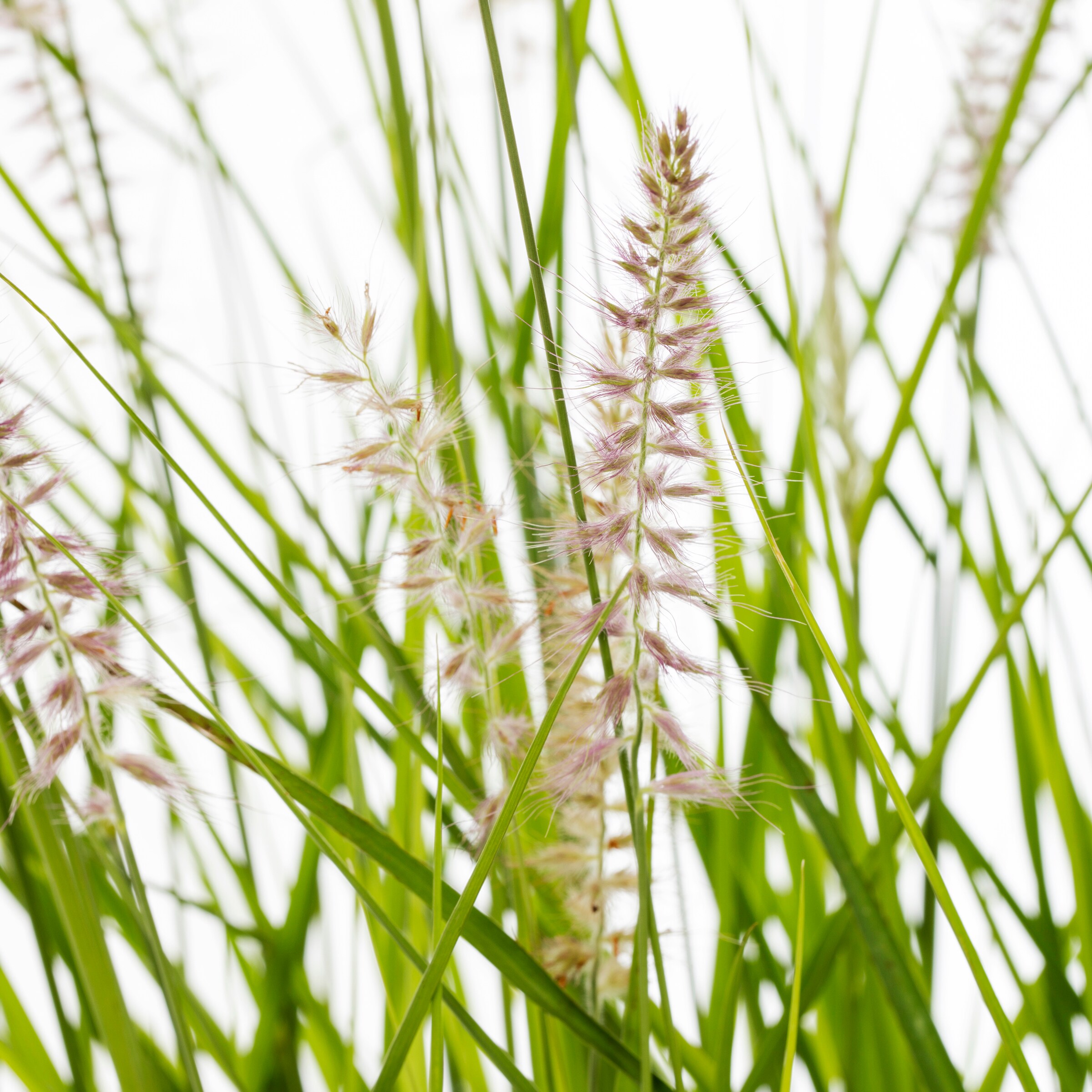 Lowe's NURSERY Ornamental-Grasses - View #2