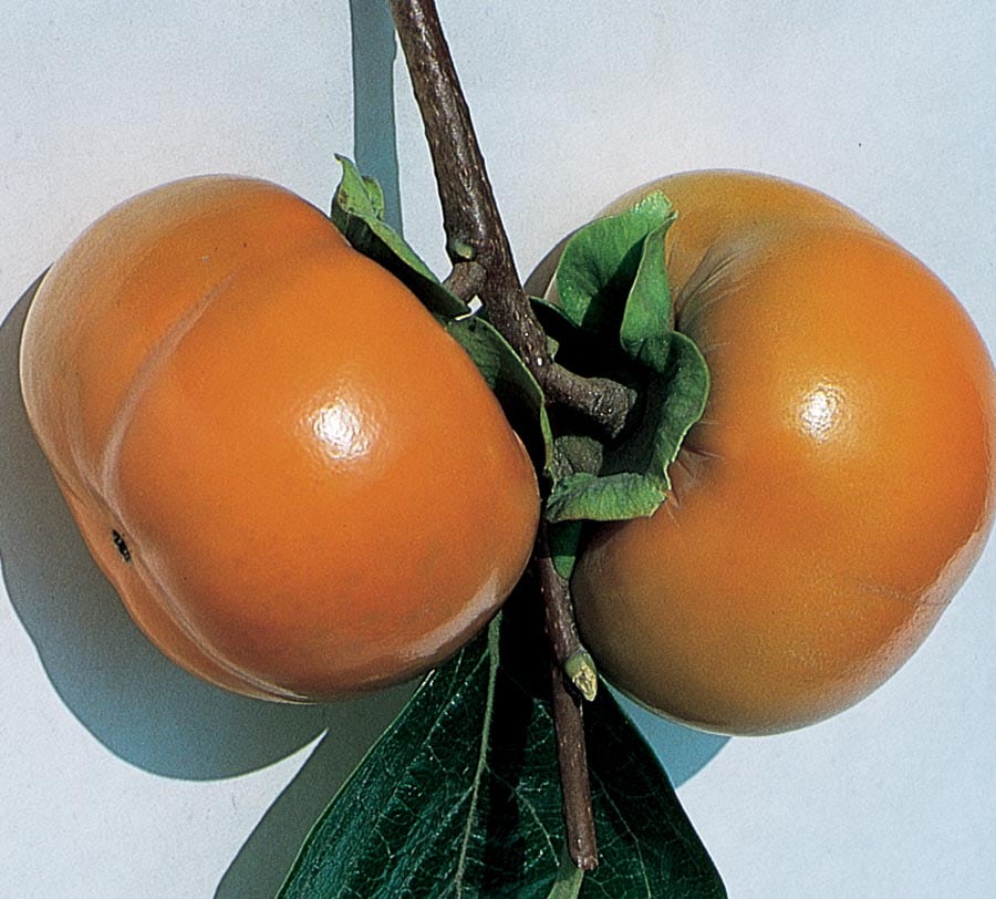 Kaki fruit – Botanical online