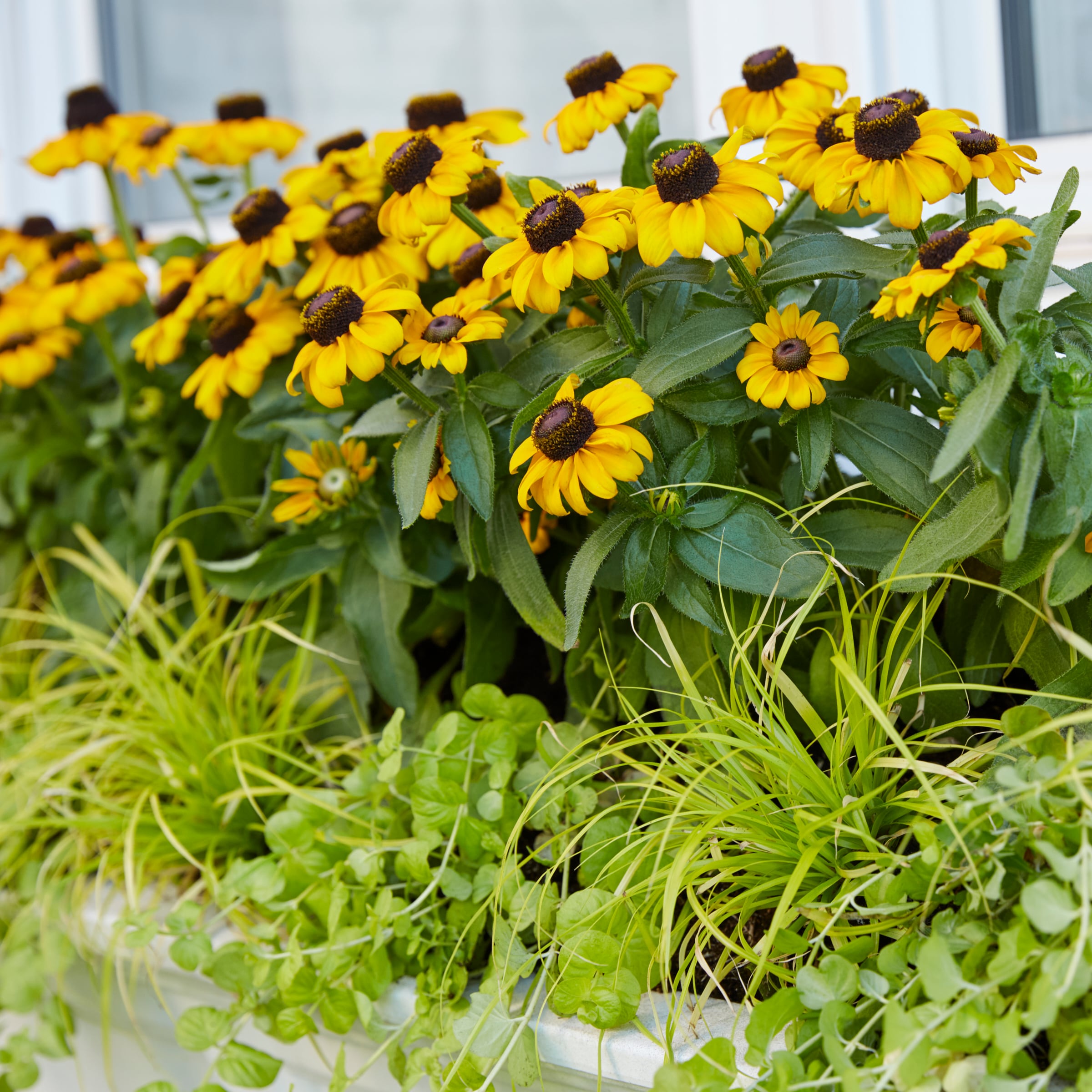 Lowe's NURSERY perennials - View #4