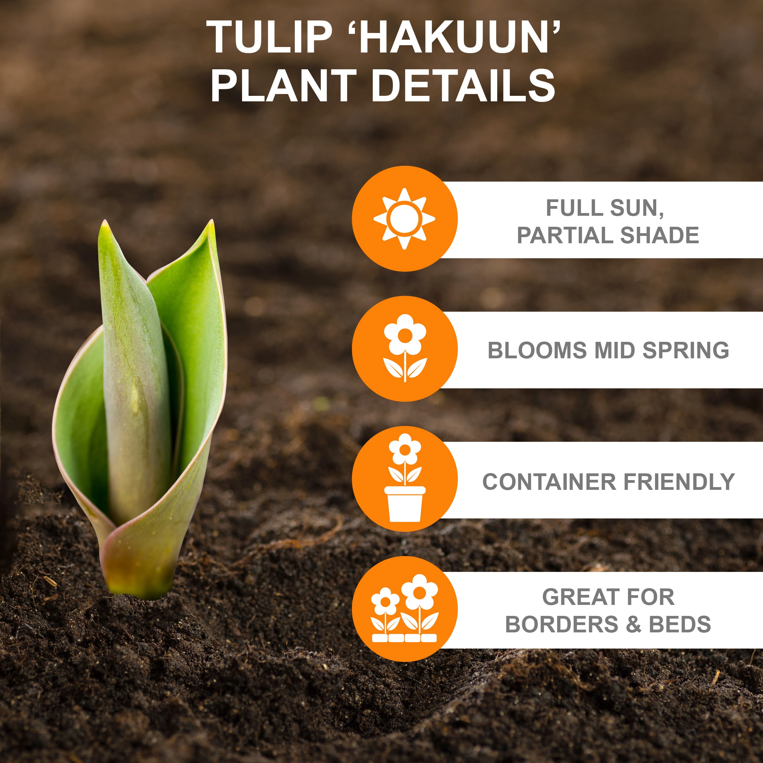 Garden State Bulb ECF-45-50-02 Plant-Bulbs - View #2