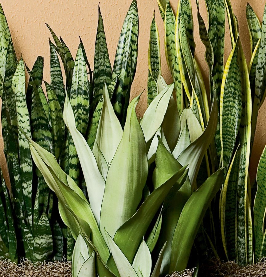 Lowe's Sansevieria House Plant in the House Plants department at Lowes.com